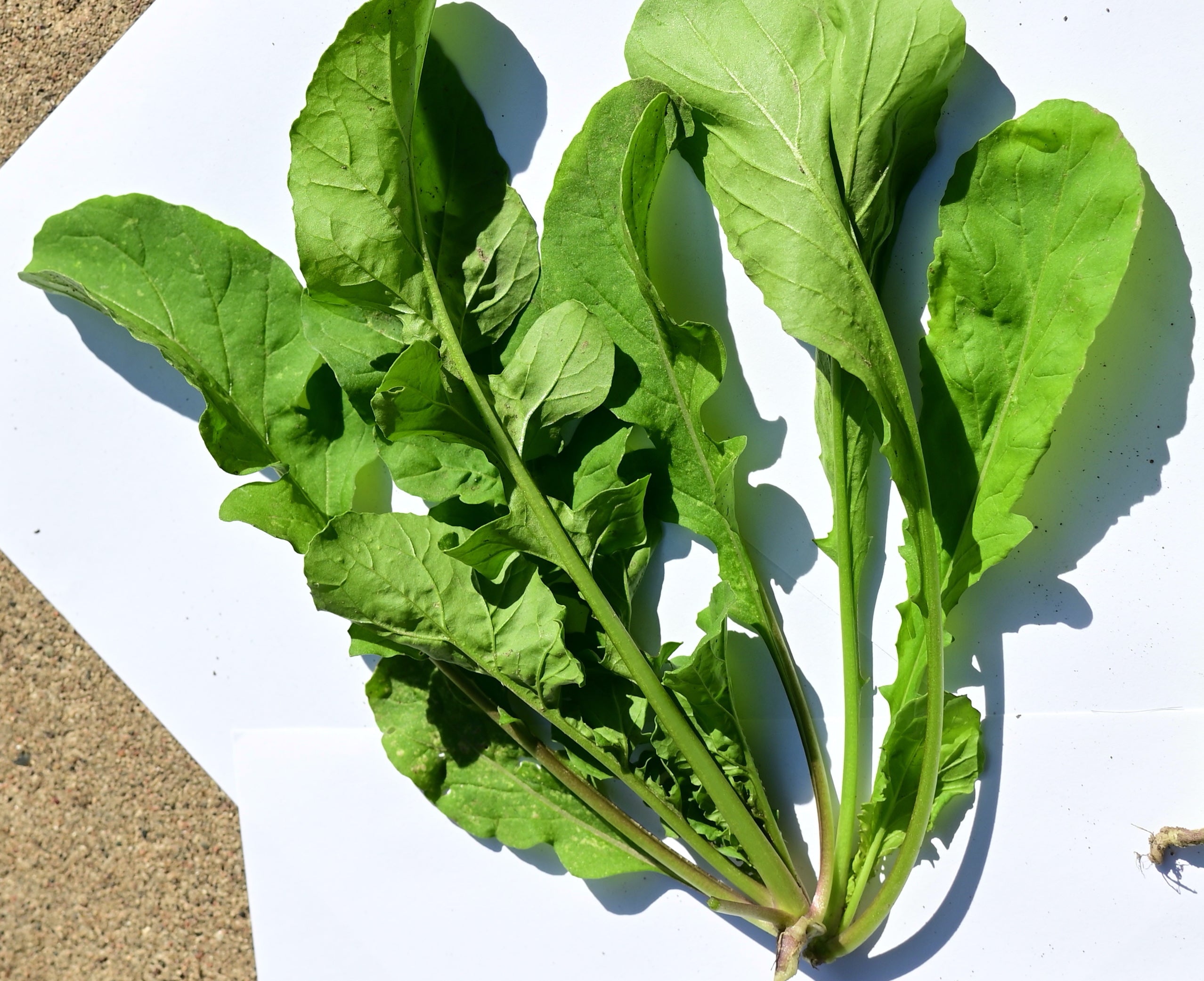 Arugula