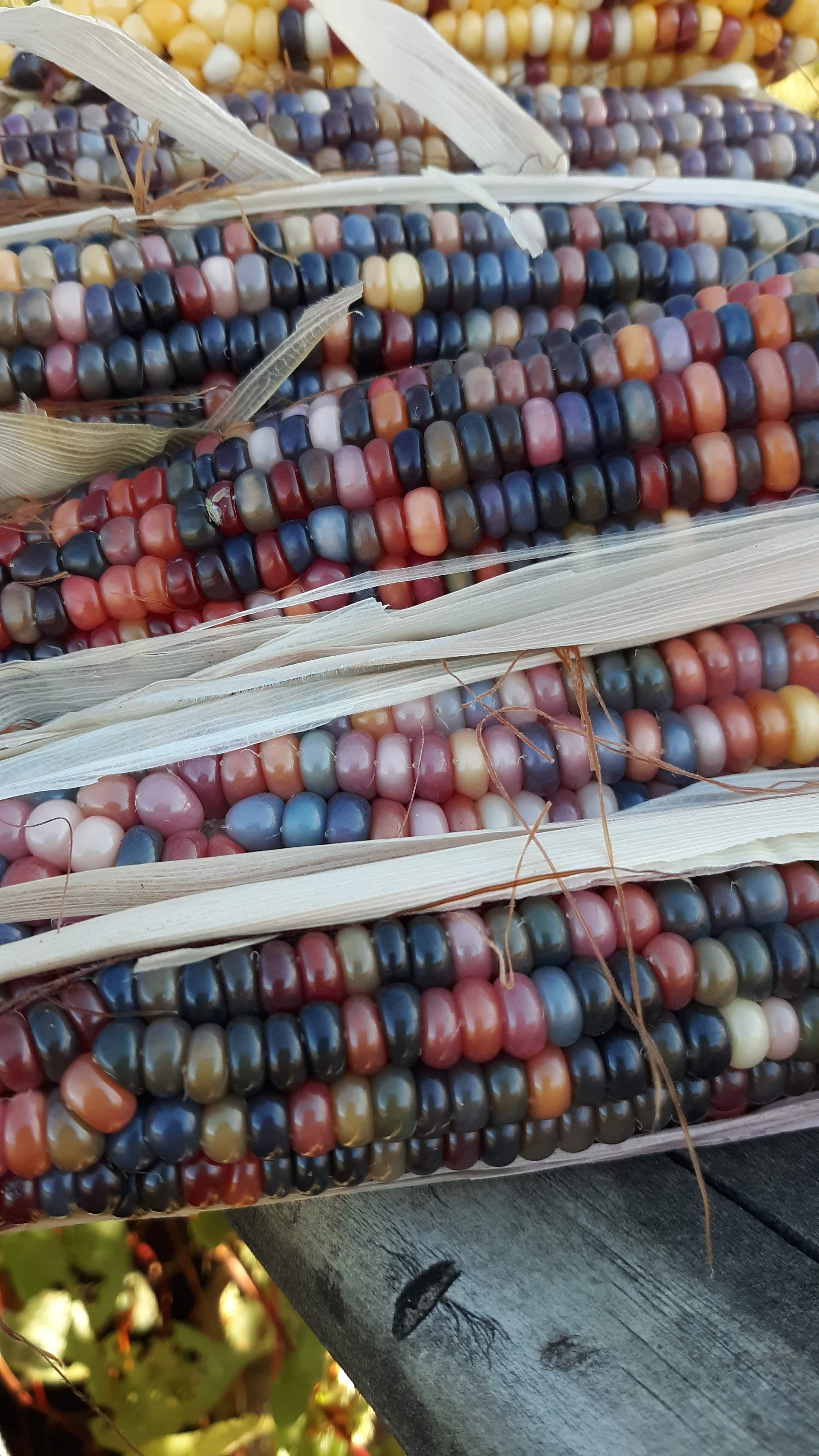 Glass Gem Heirloom Multicolor Corn - Organic.
