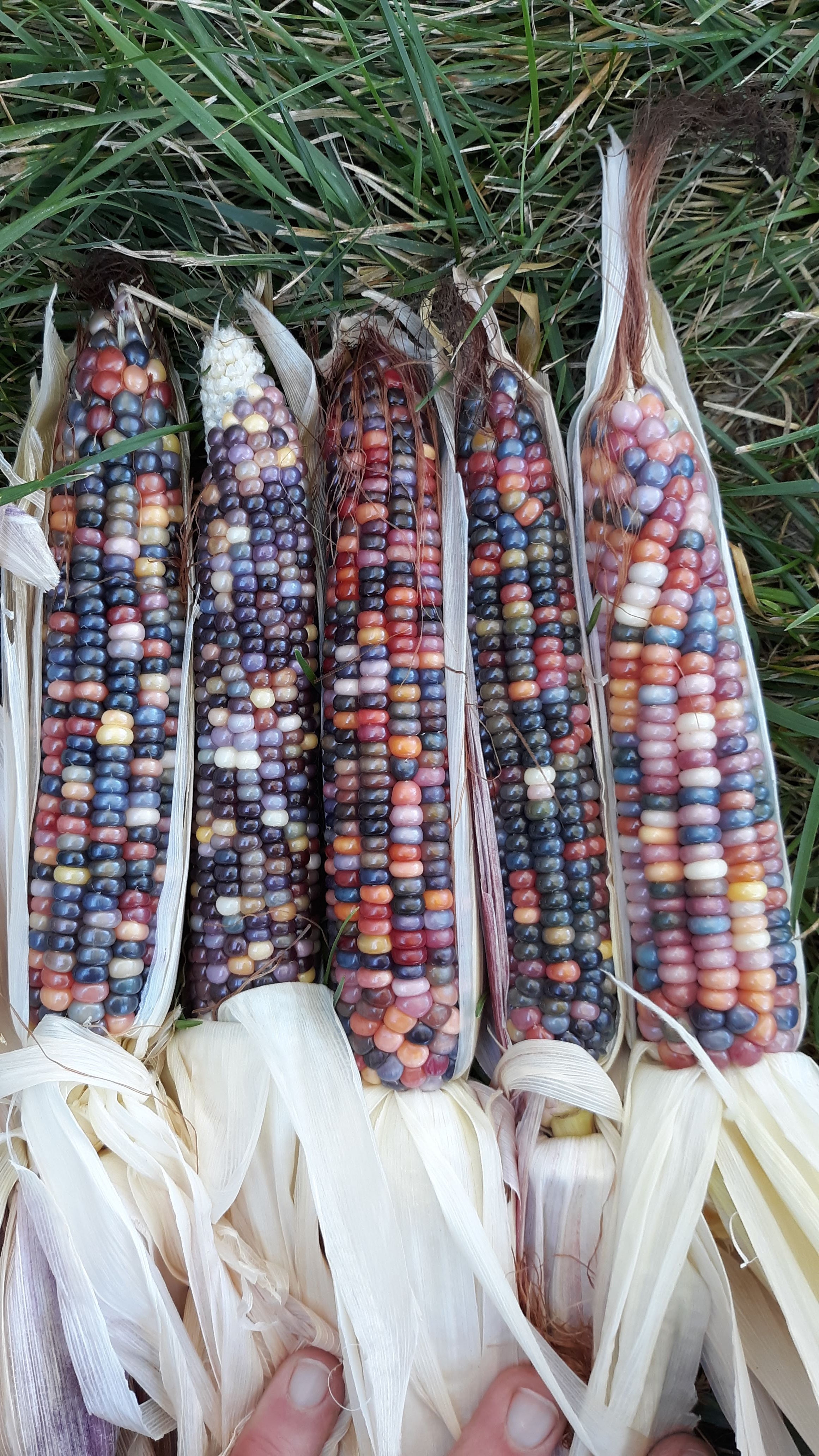 Glass Gem Heirloom Multicolor Corn - Organic.
