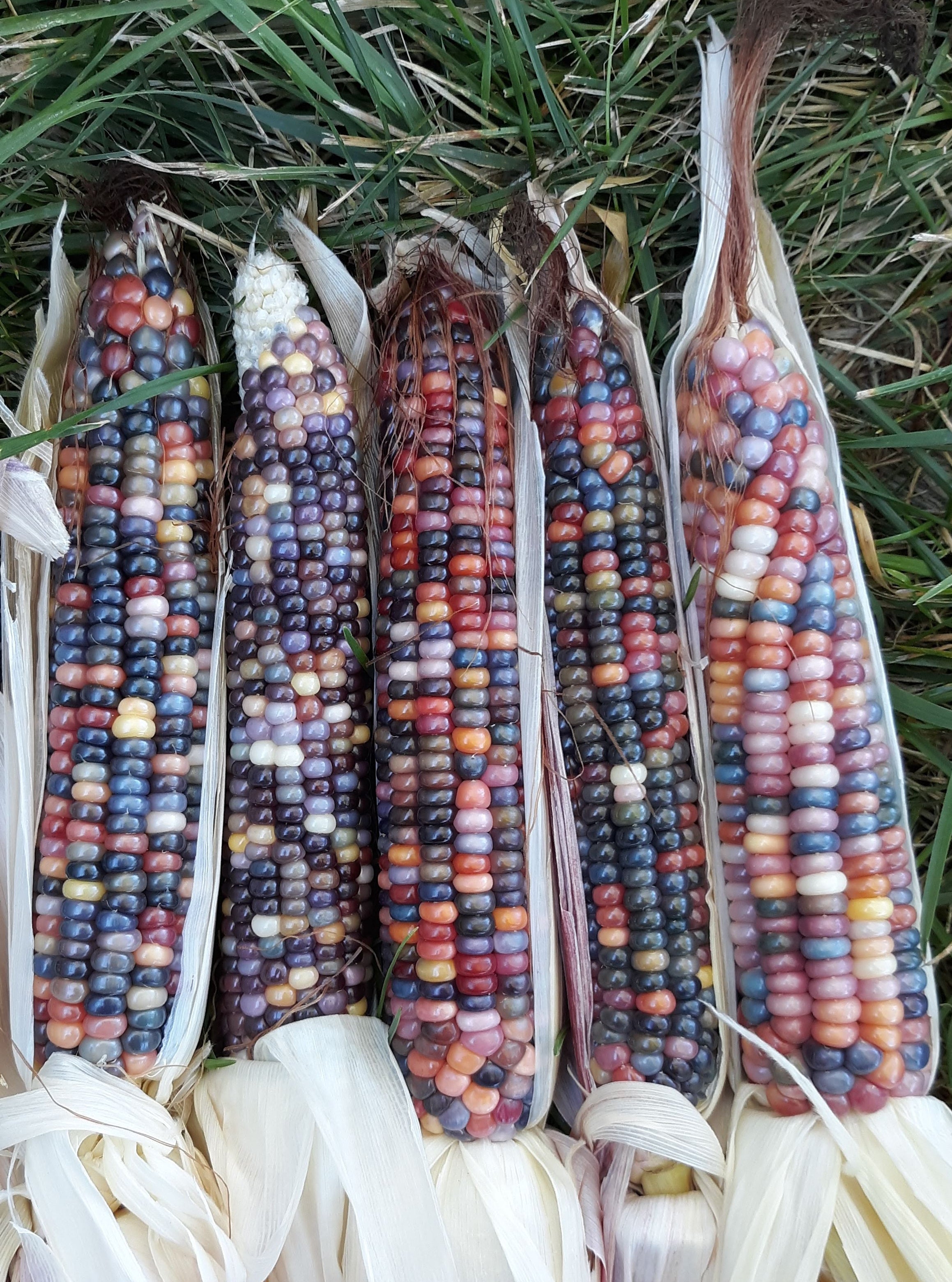 Glass Gem Heirloom Multicolor Corn - Organic.