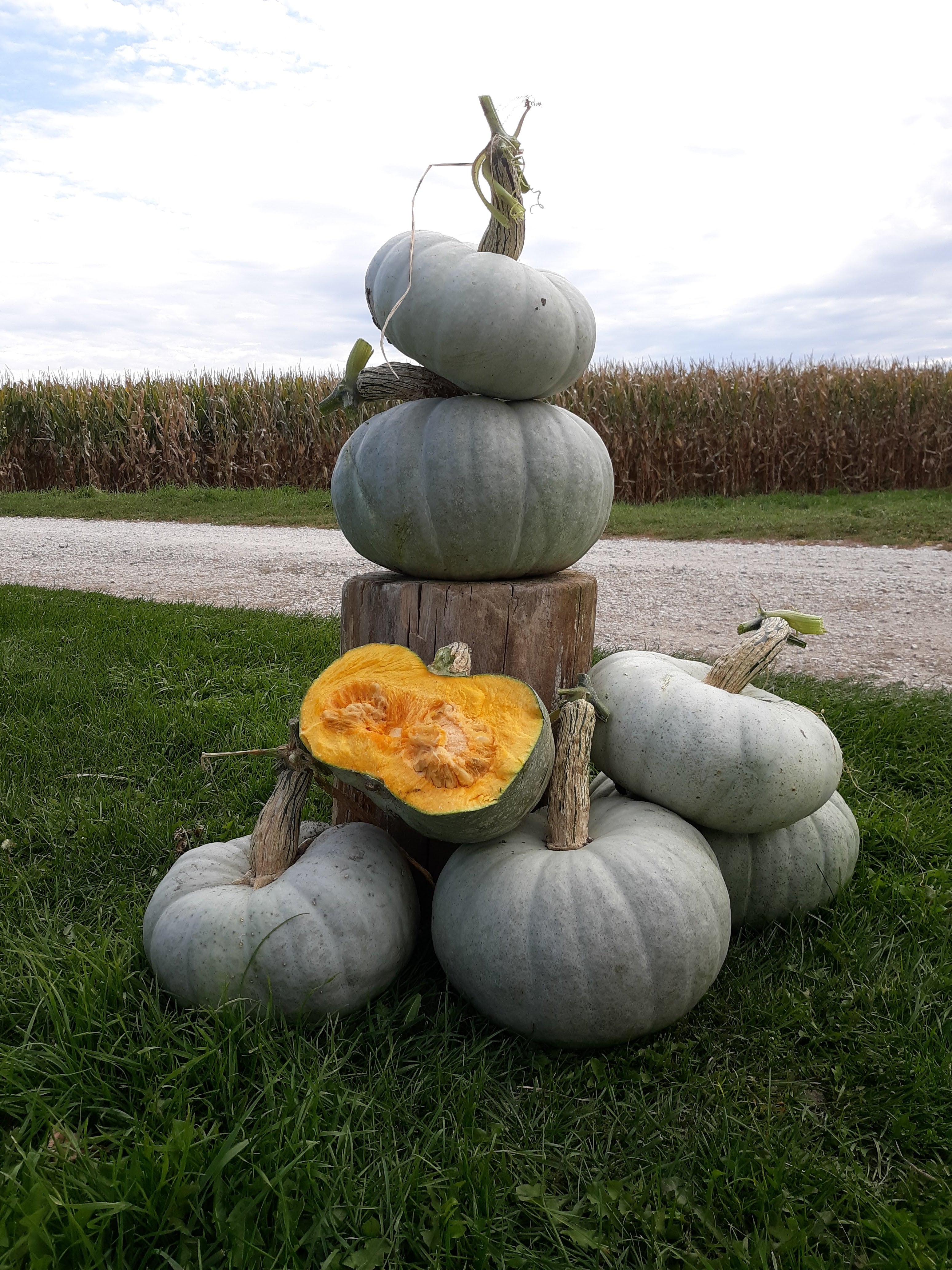 Khersonkaya Winter Squash - Organic