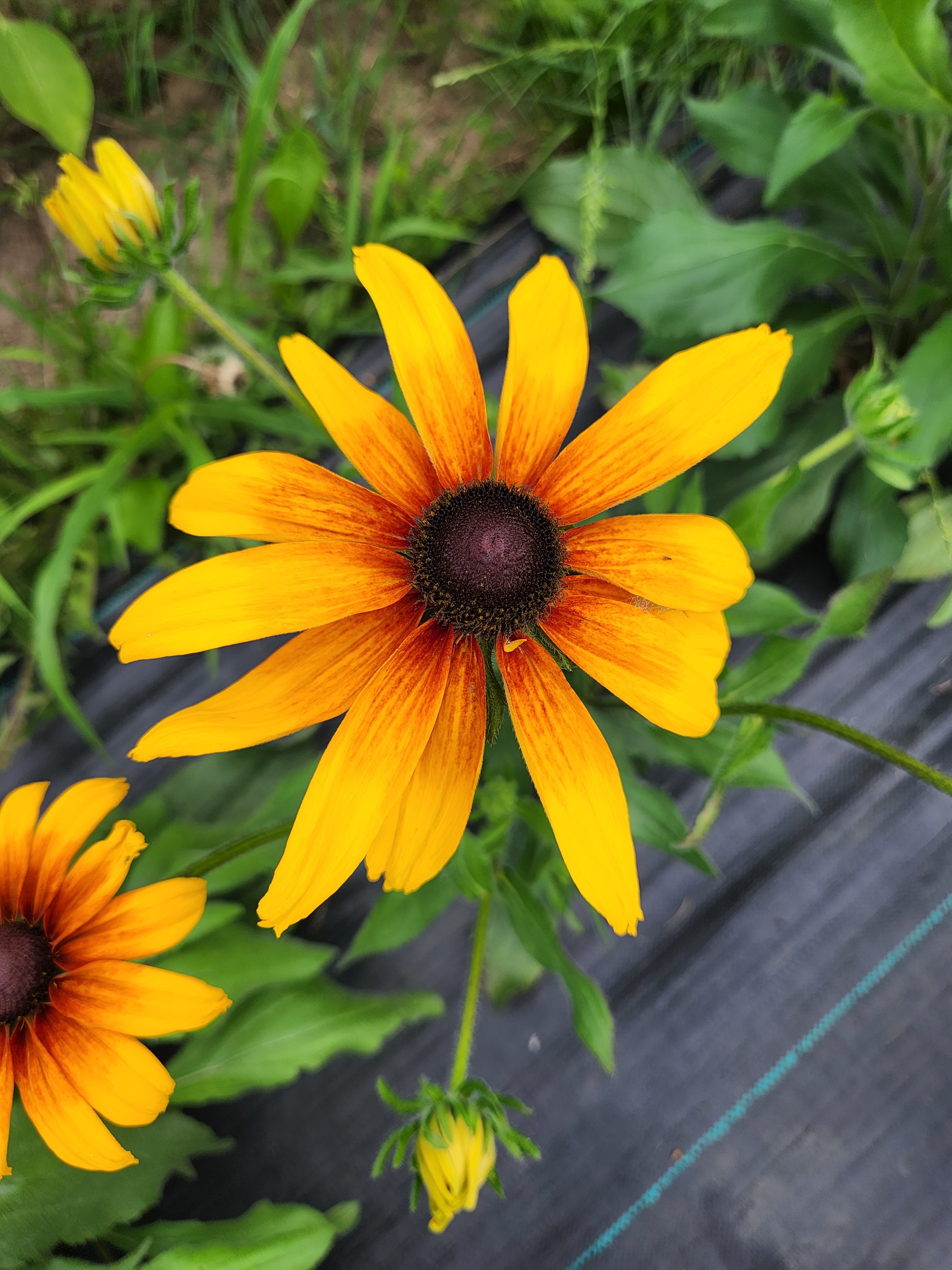 Campfire Series Rudbeckia