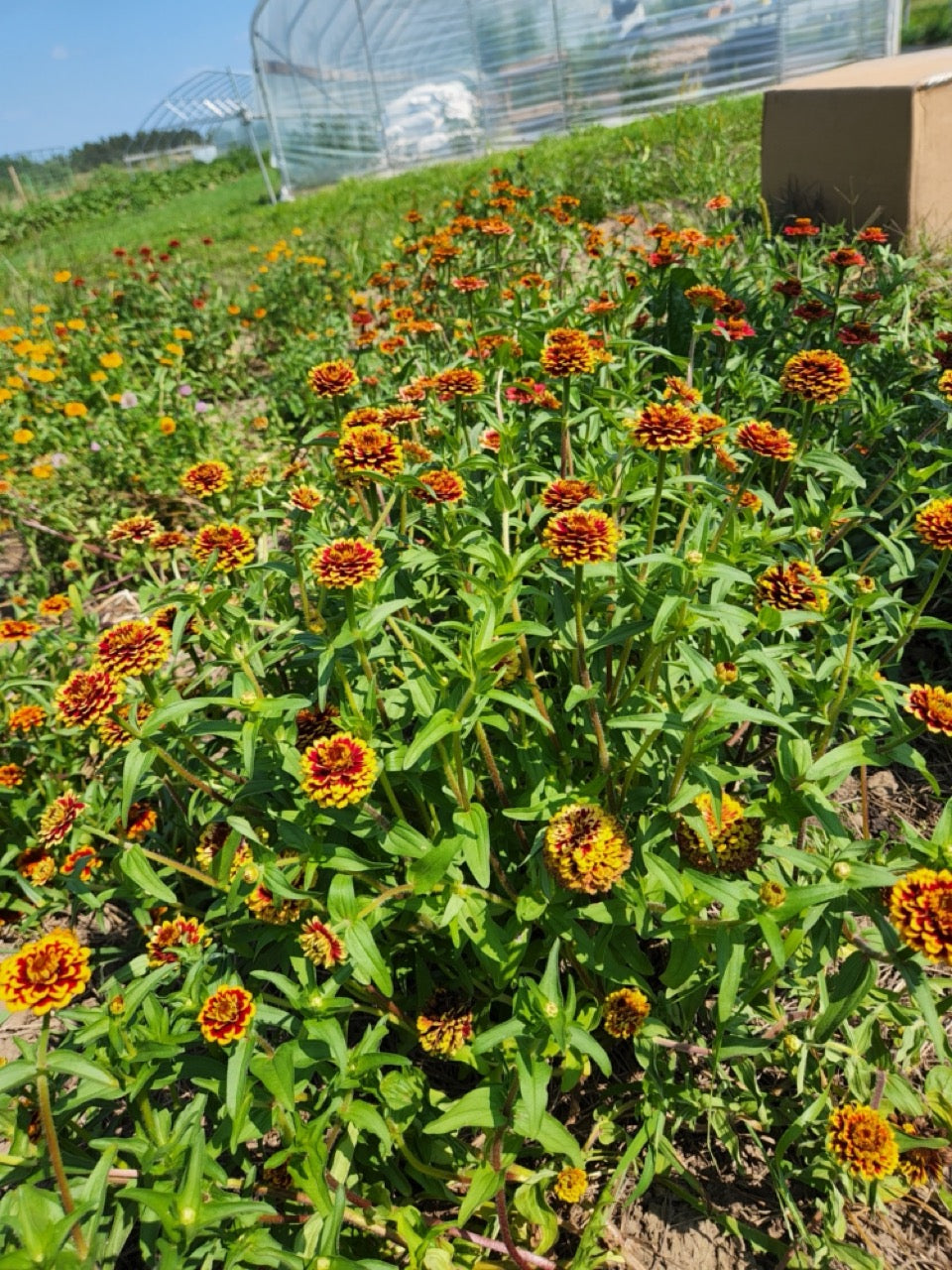Aztec Sunset Zinnia Mix - Organic