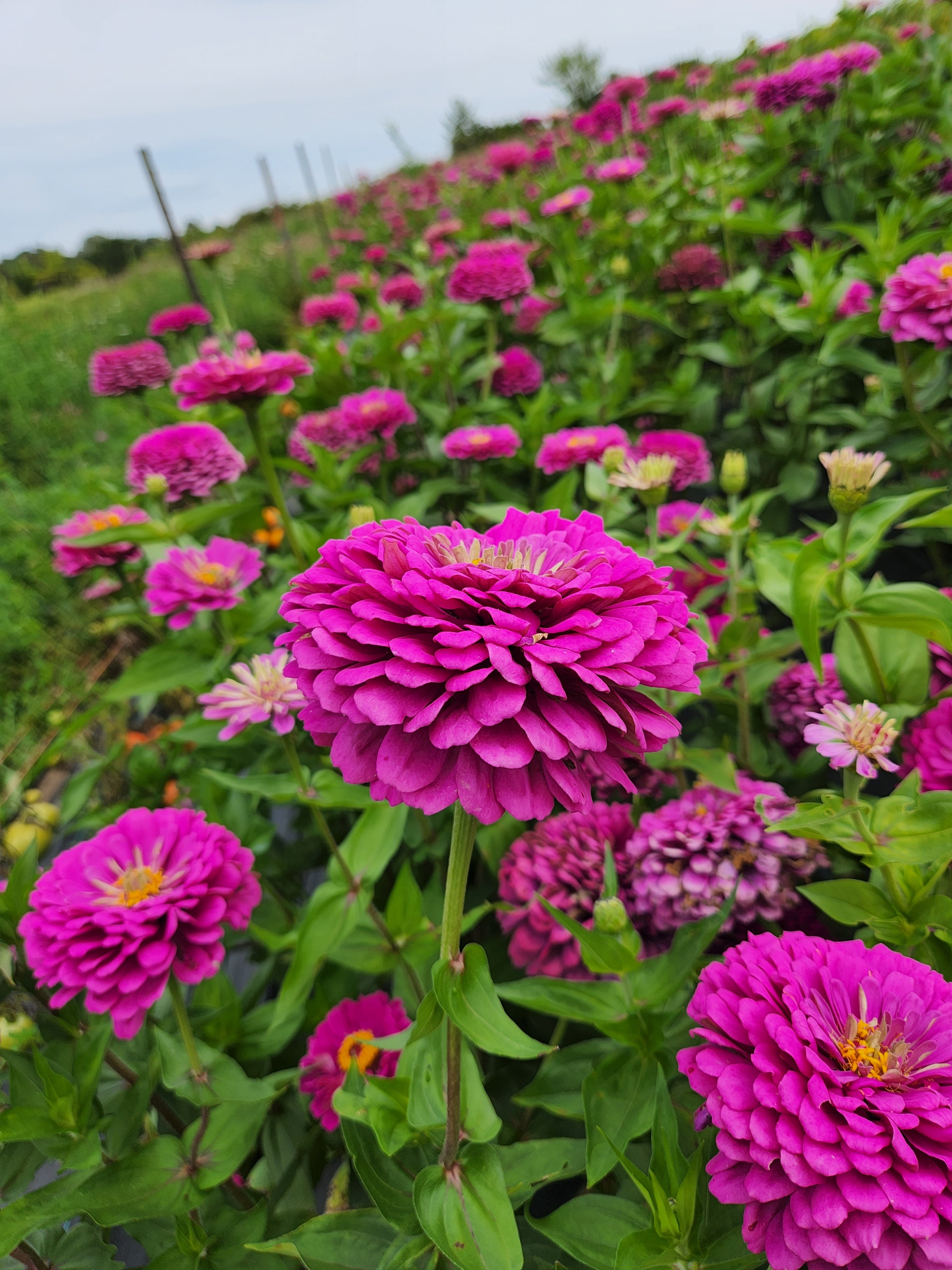 Lilac Purple Zinnia - Organic