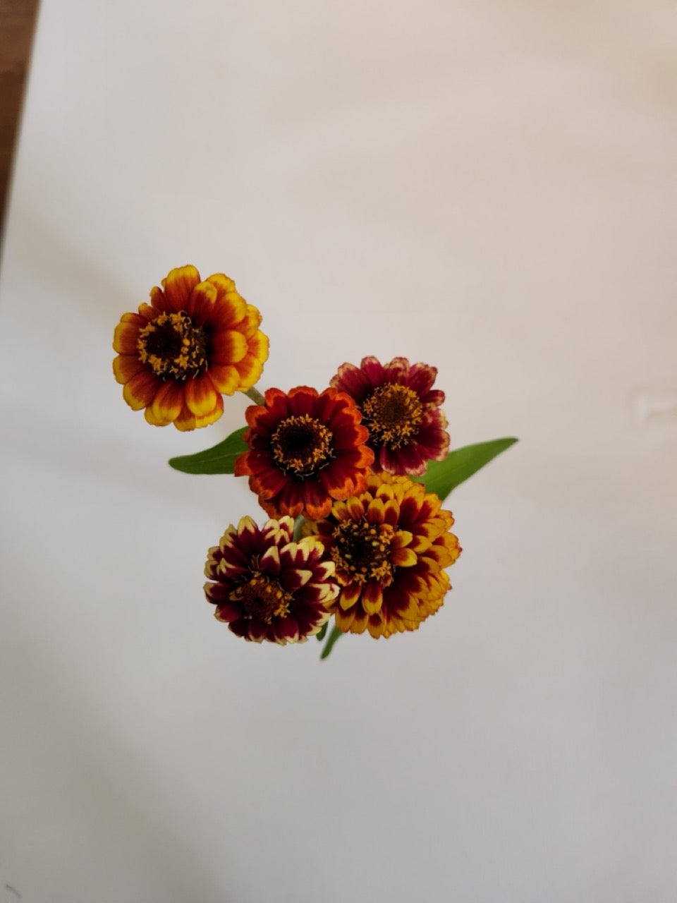 Aztec Sunset Zinnia Mix - Organic