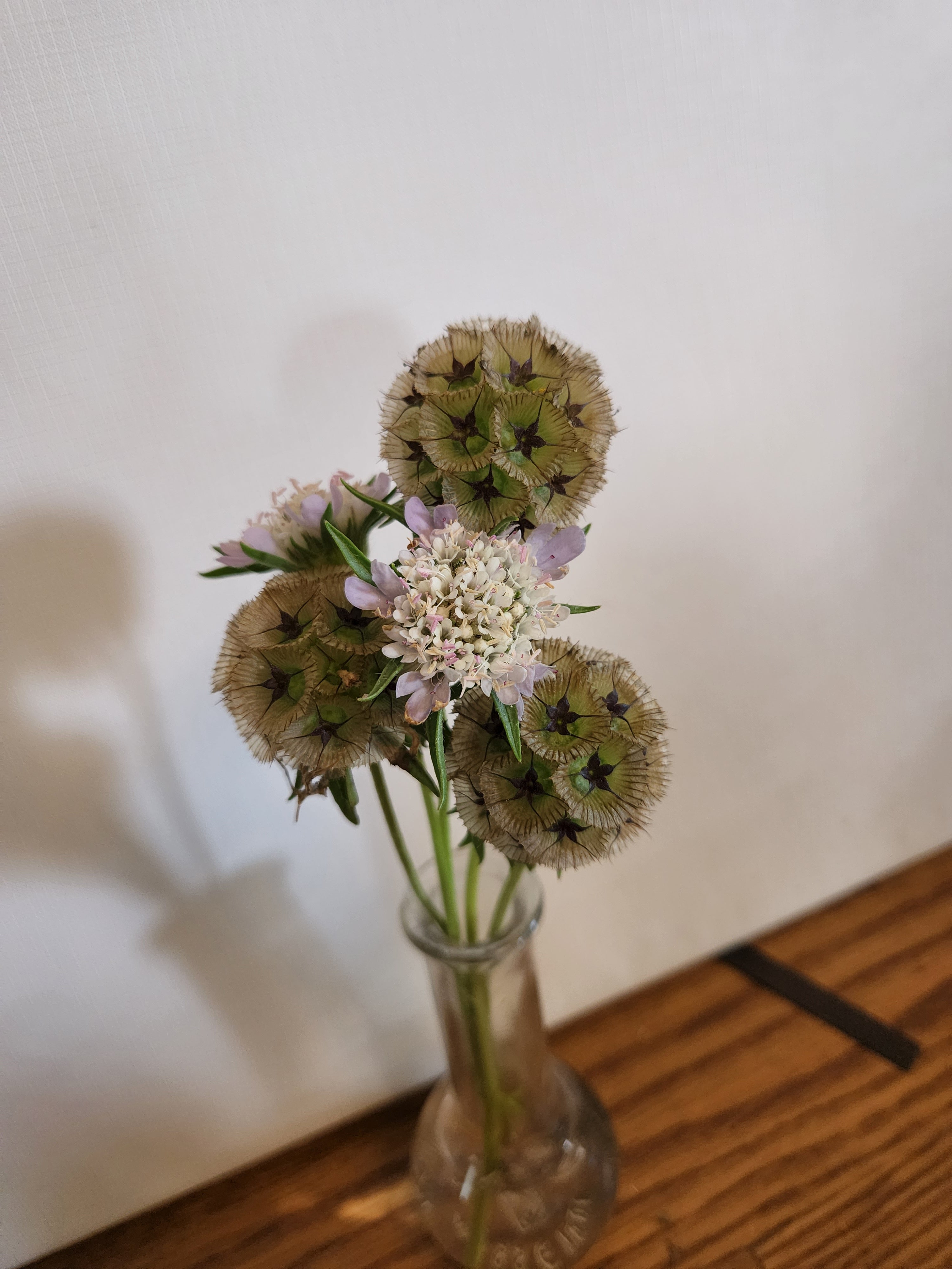 star flower seeds Starflower - Organic Wholesale Refill