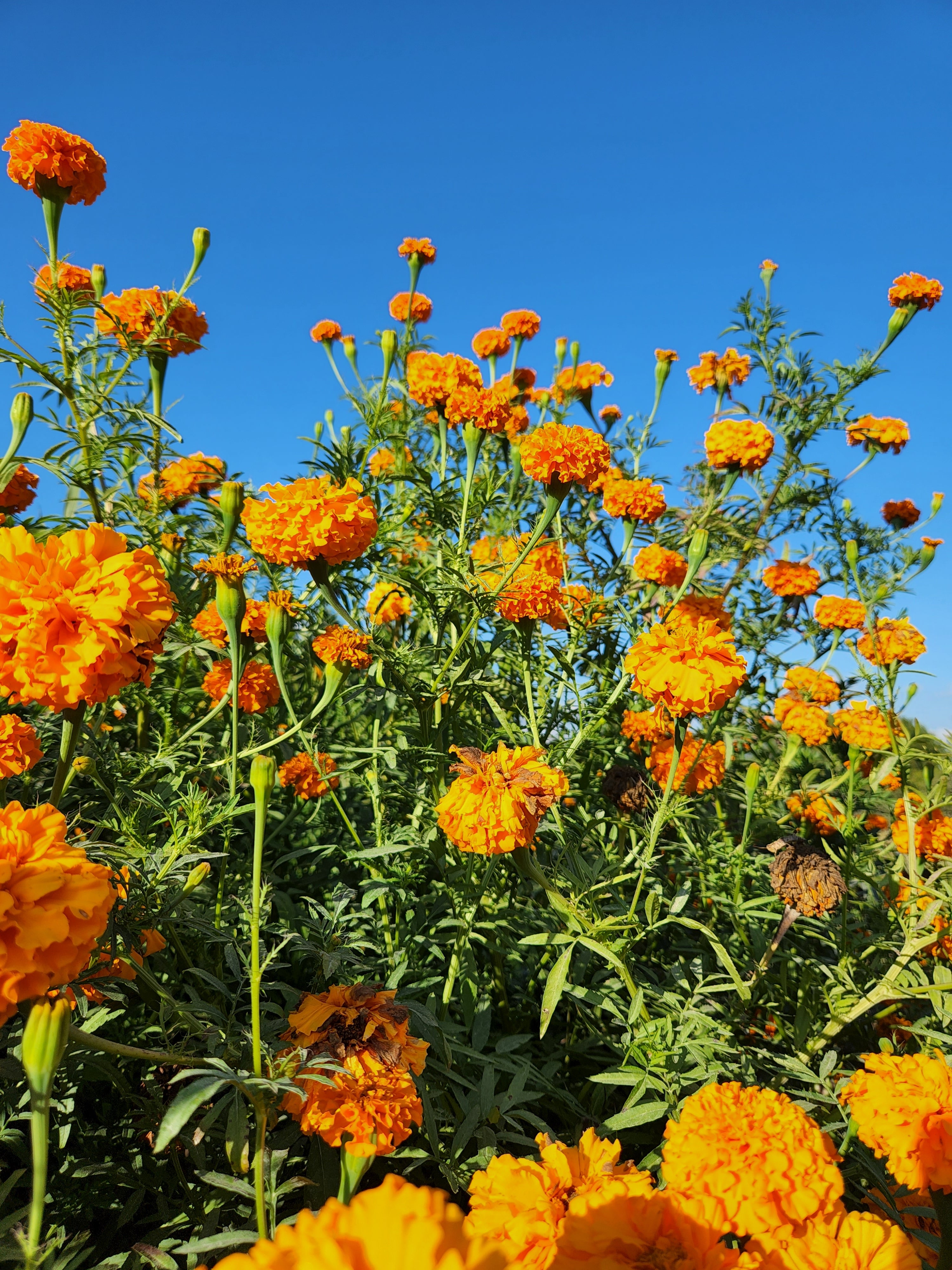 Hawaii Orange Marigold - Organic