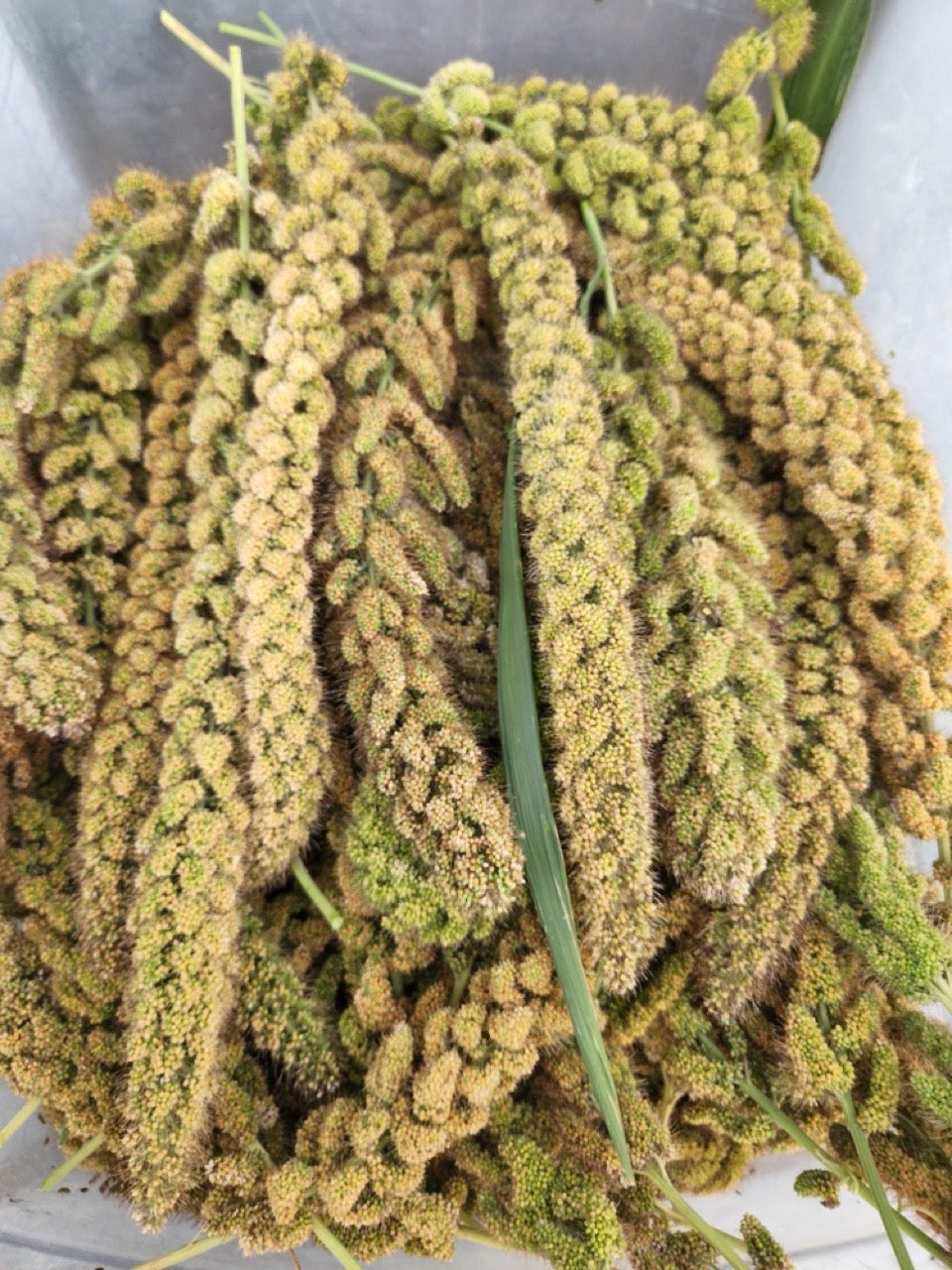 millet seed for planting Georgian Foxtail Millet - Organic Packet
