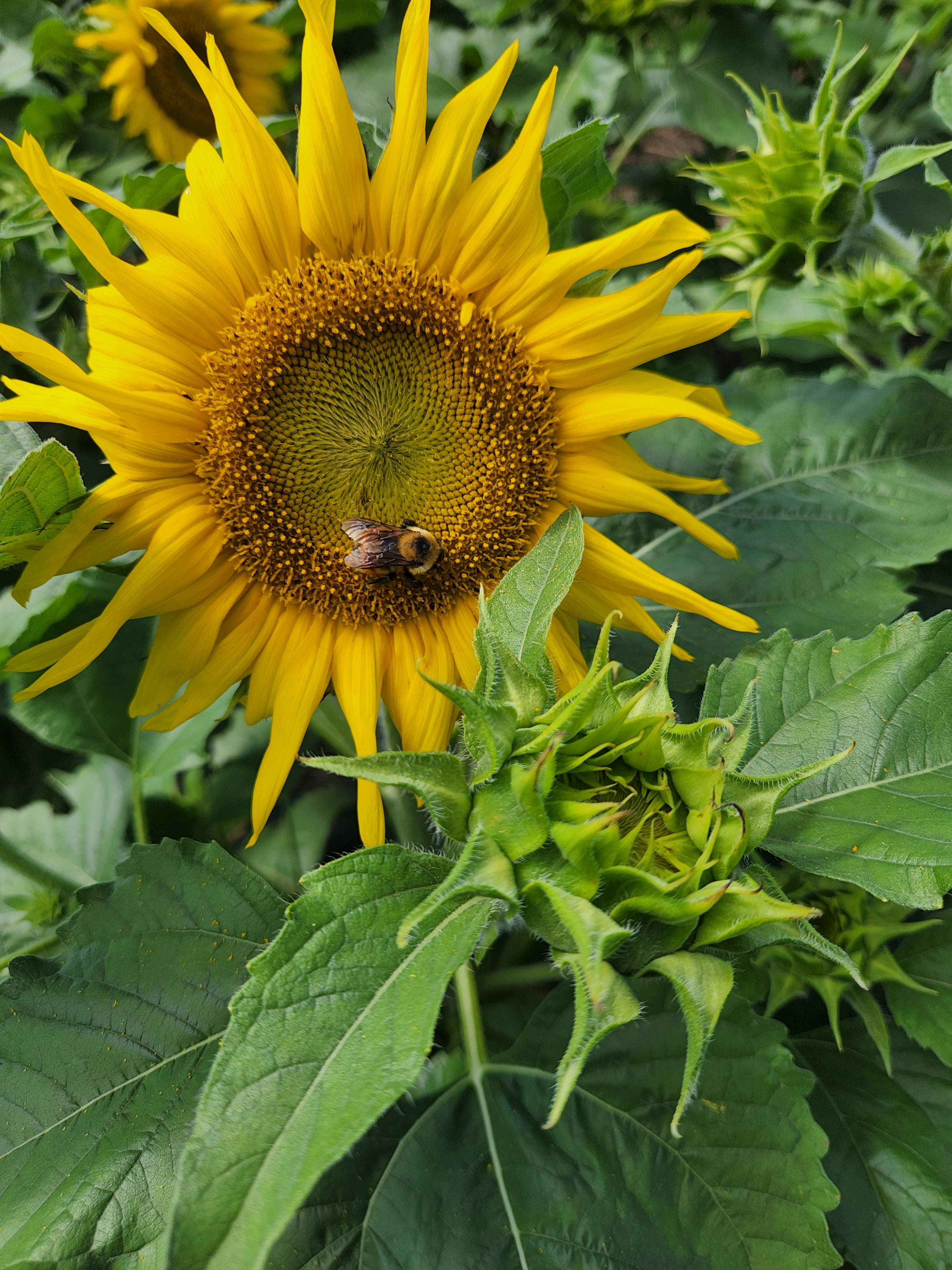 Jerusalem Dwarf Sunflower - Organic