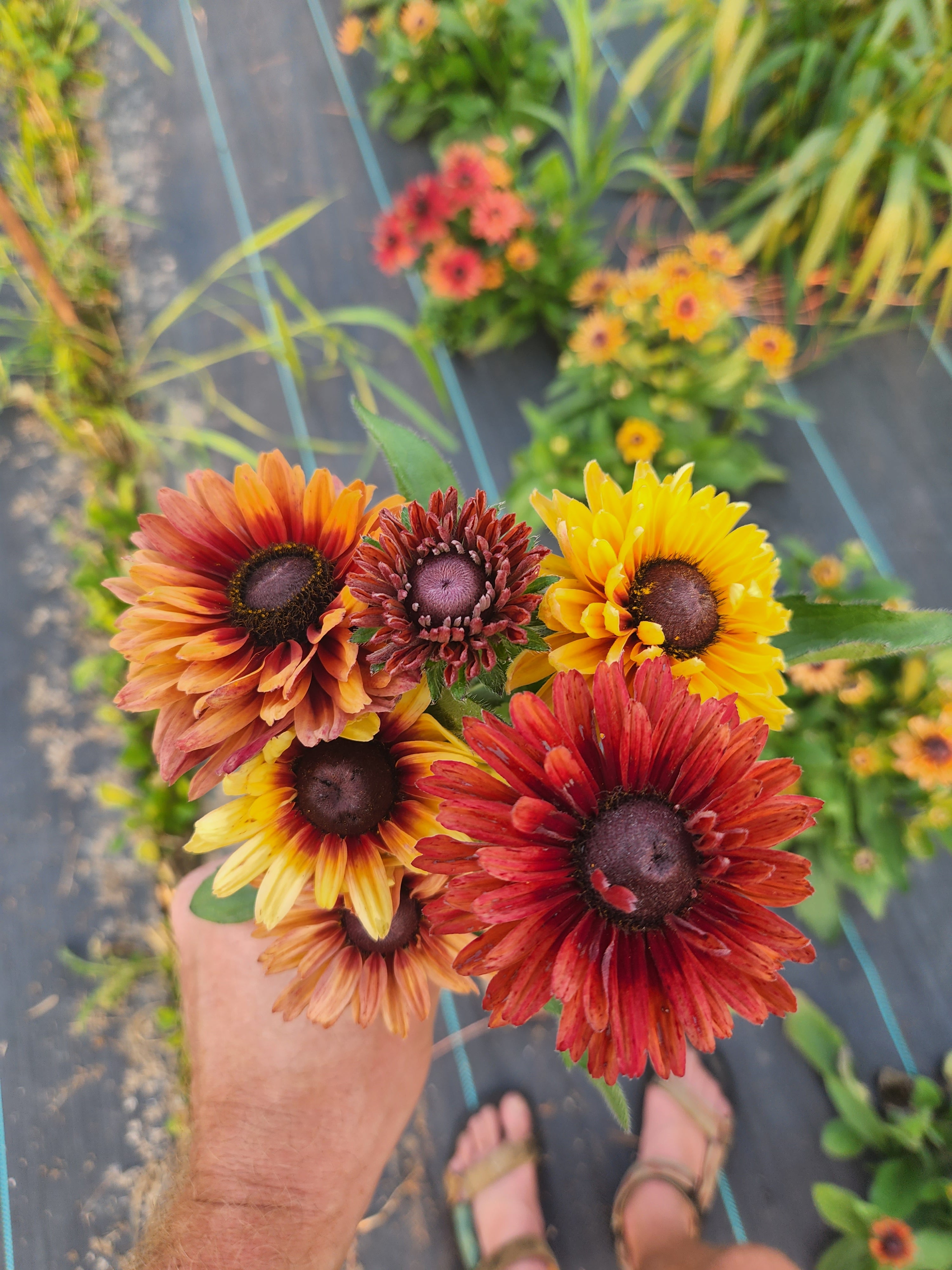 Caramel Mix Rudbeckia - Organic