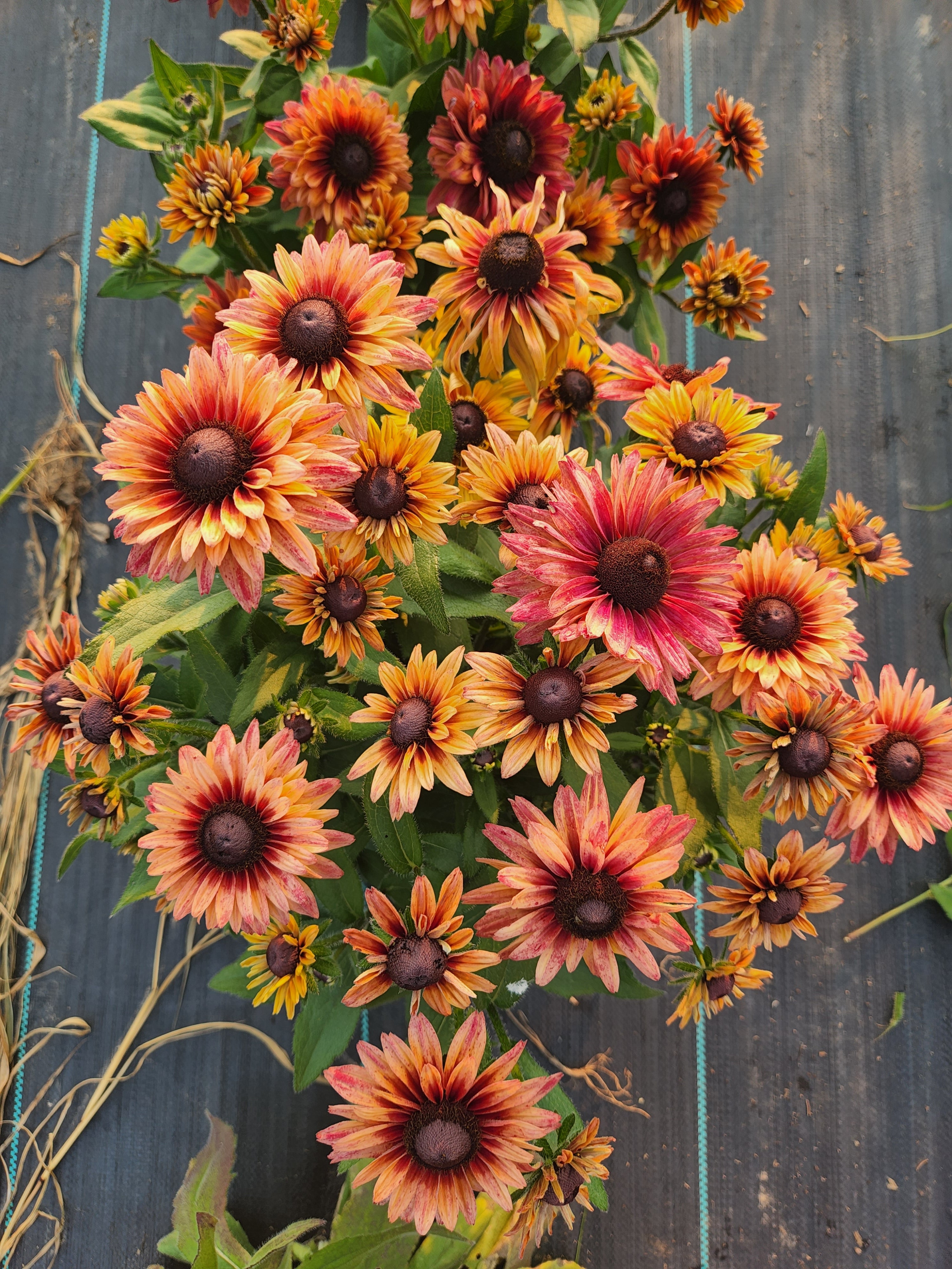 rudbeckia seed planting instructions Caramel Mix Rudbeckia