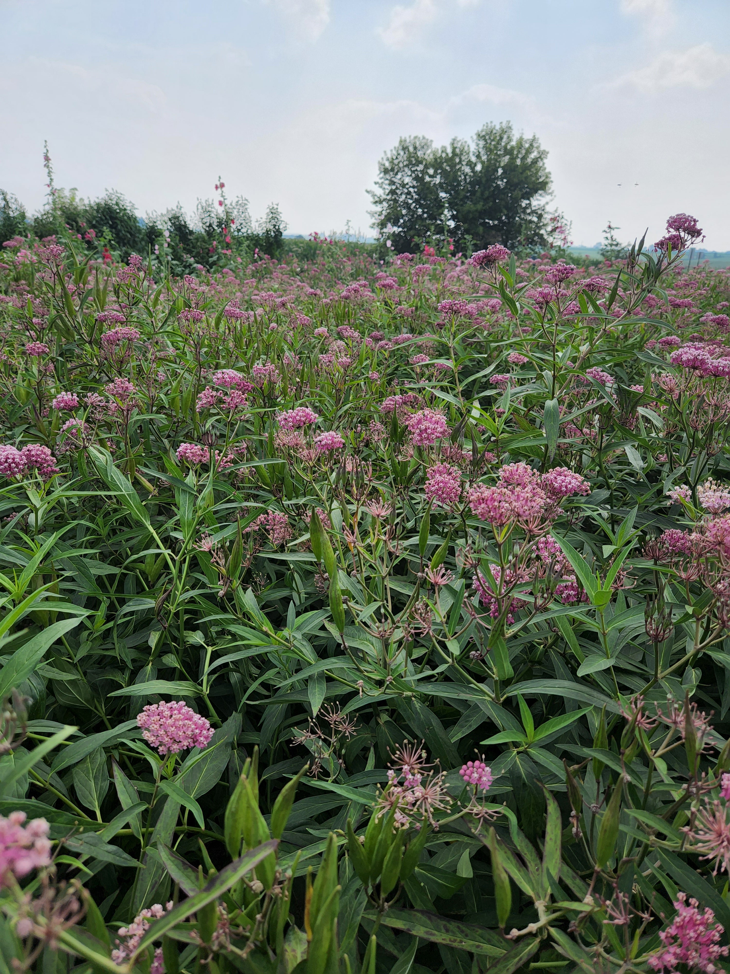 Rose Milkweed Native Flower - Organic