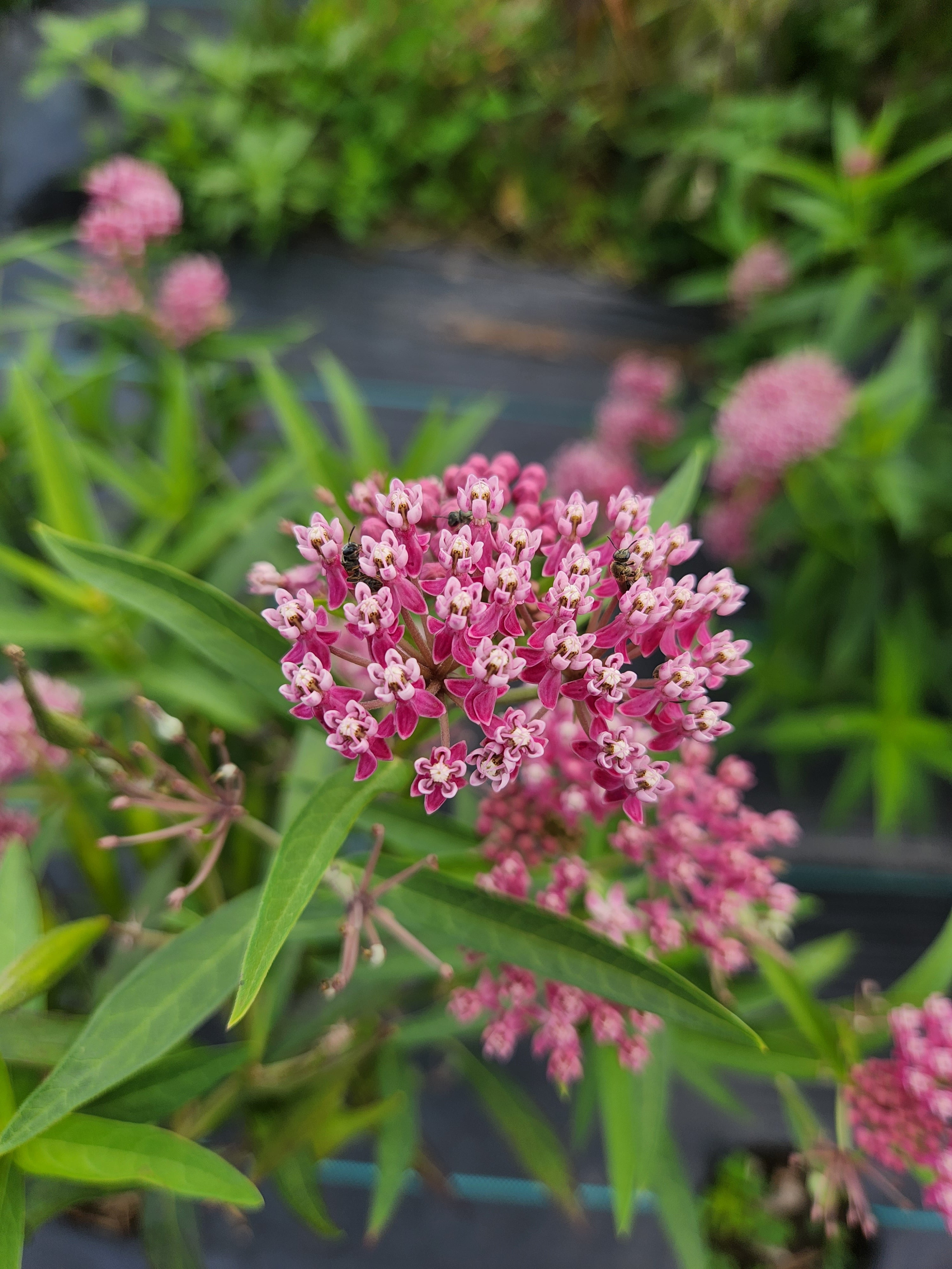 Rose Milkweed Native Flower - Organic