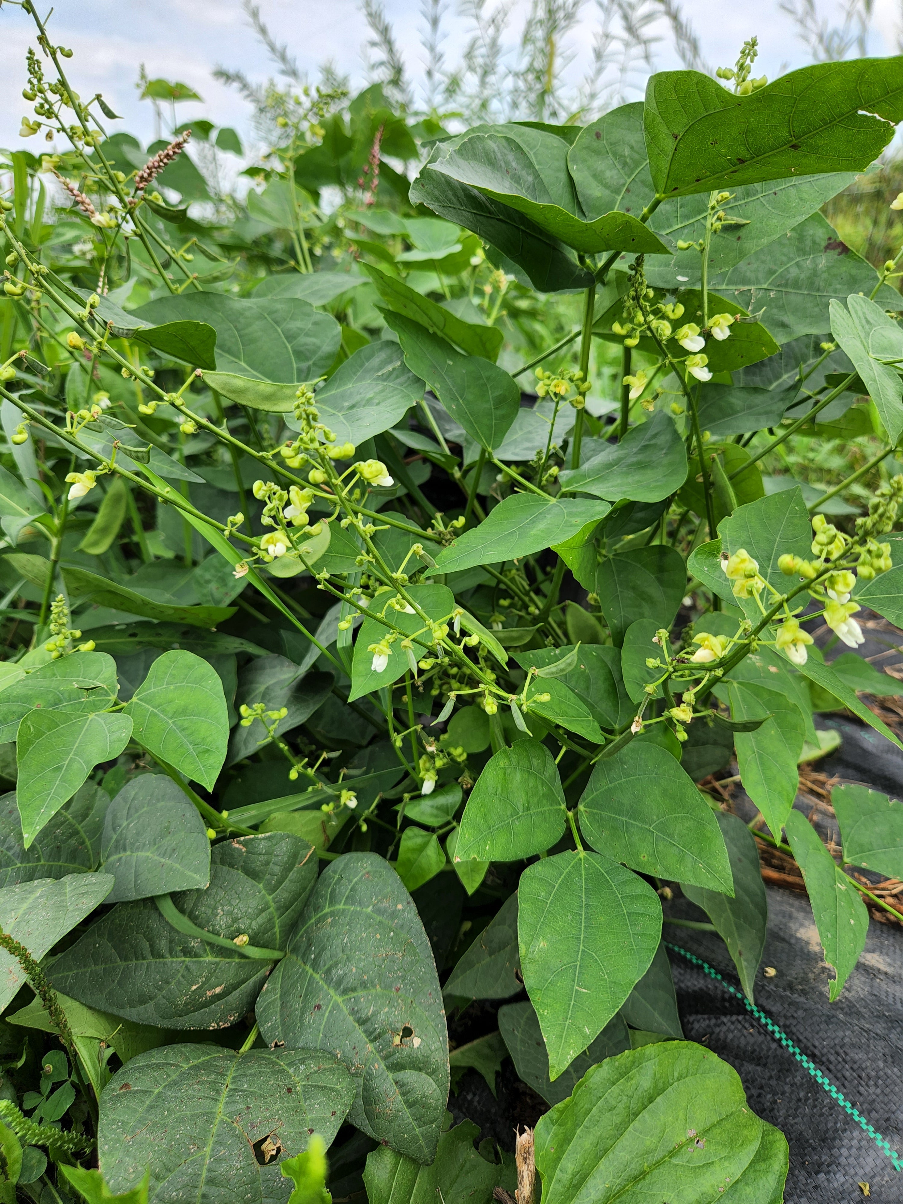 Baby Bush Lima Bean Packet