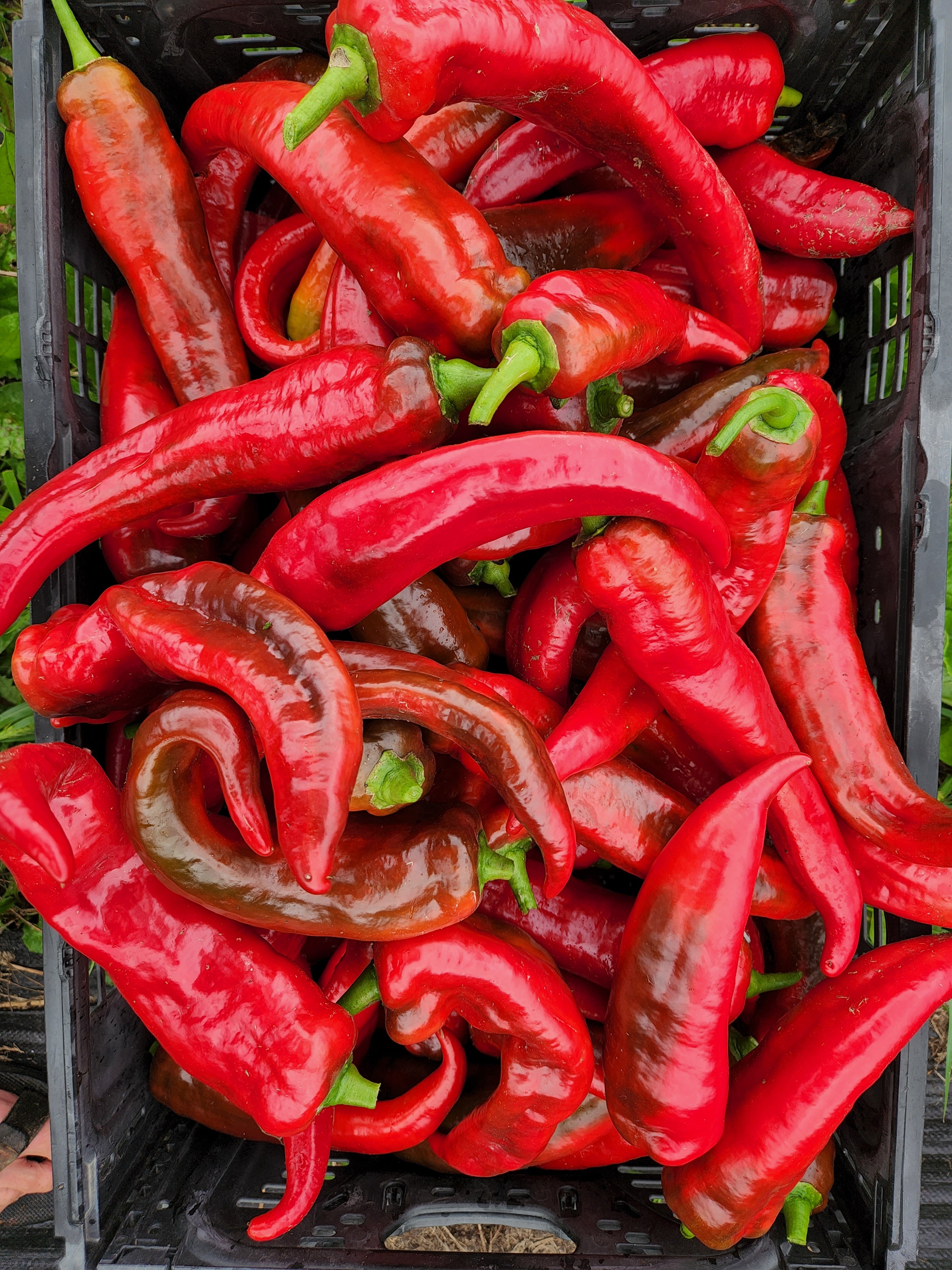 Carmen Redux Sweet Frying Pepper - Organic