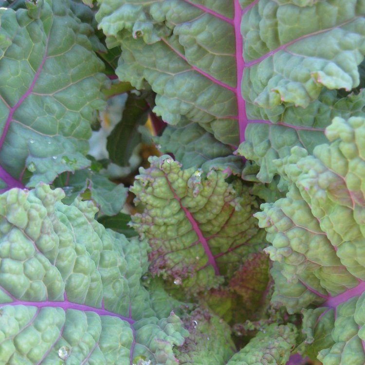 Rainbow Lacinato Heirloom Kale