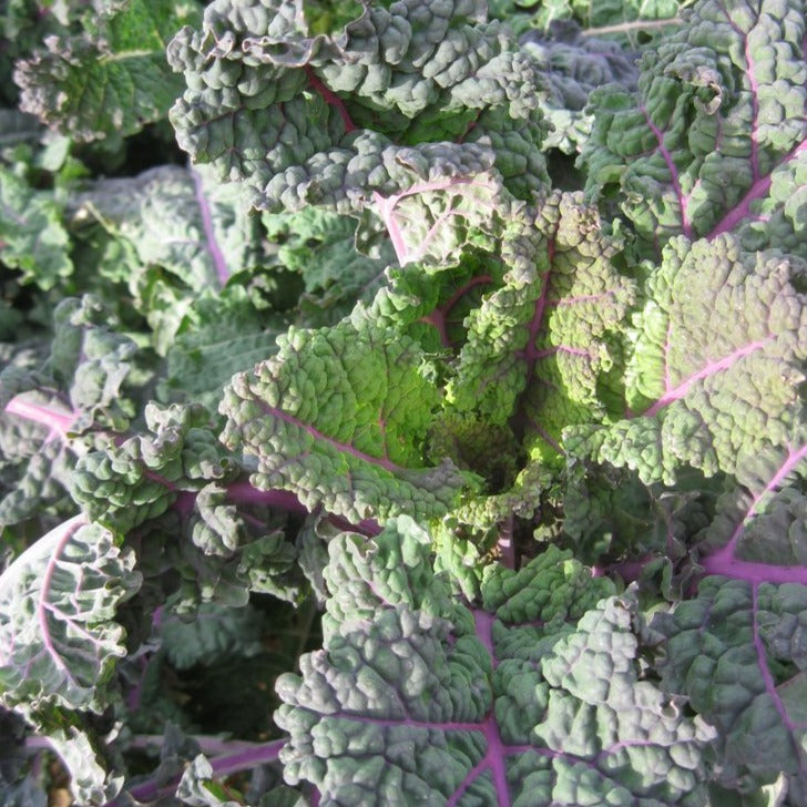 A Rainbow Lacinato Kale plant growing, showing the contrast between green leaves and lavender midribs.