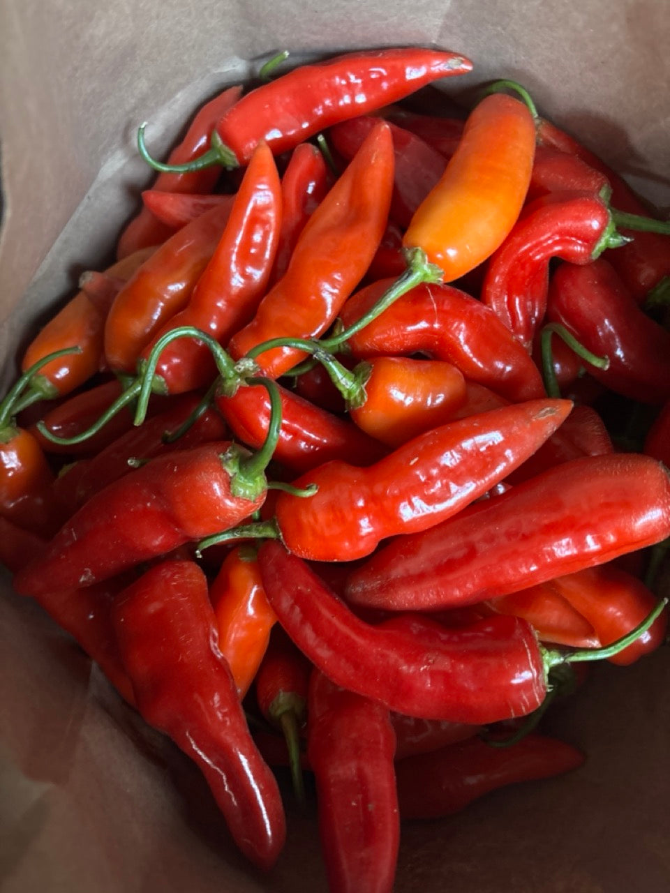 Aji Cristal Heirloom Hot Pepper - Organic