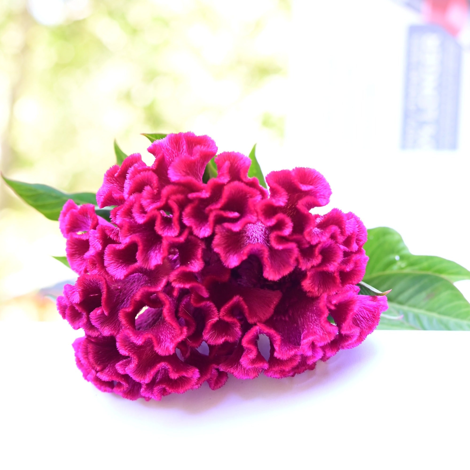 A view of the top of an Amish Cockscomb Celosia bloom against a blurry white background