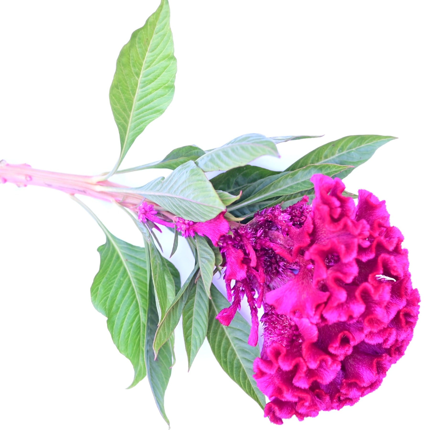 An Amish Cockscomb Celosia bloom highlighted against a white background