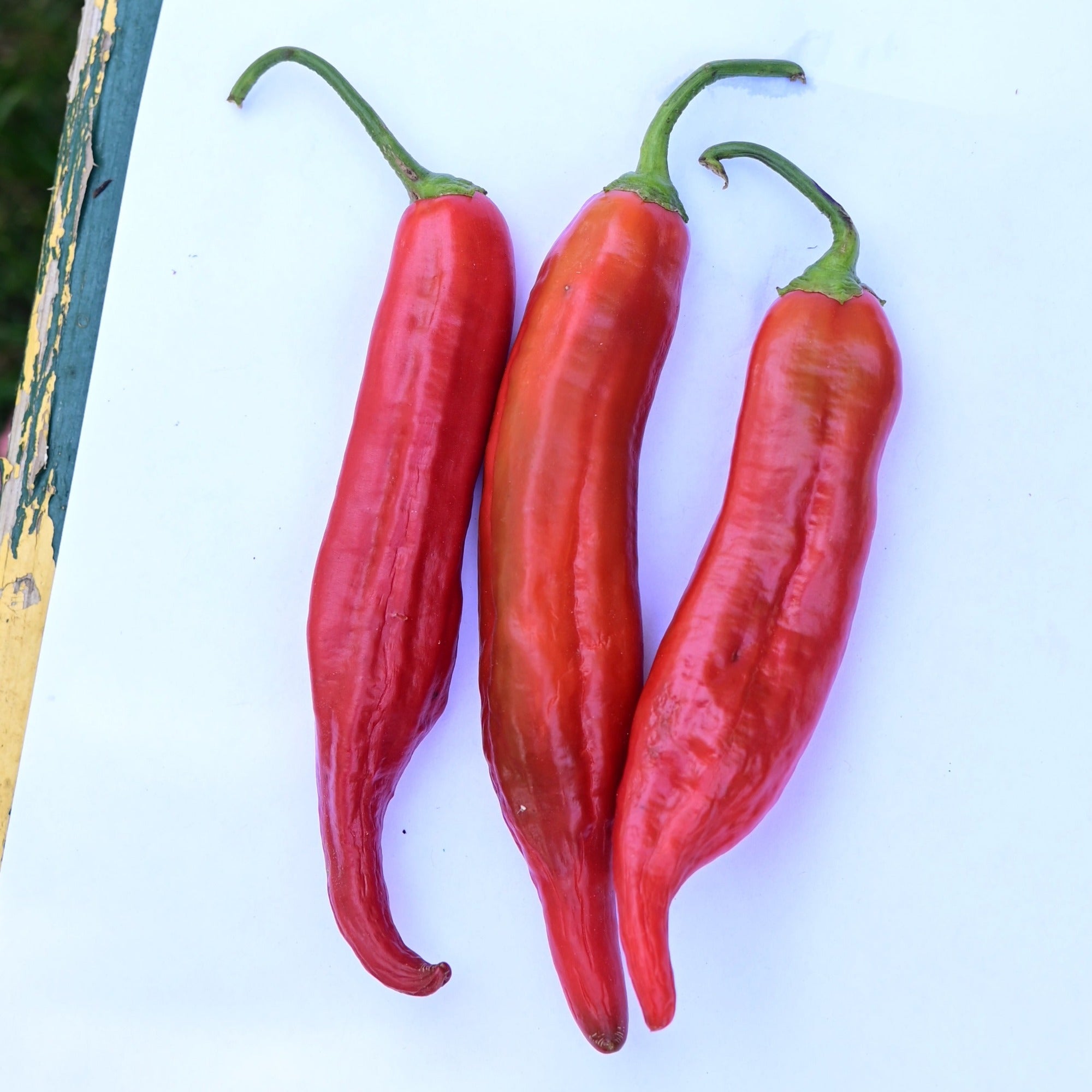 Angelo's Argentinian Aji Specialty Sweet Pepper Seeds