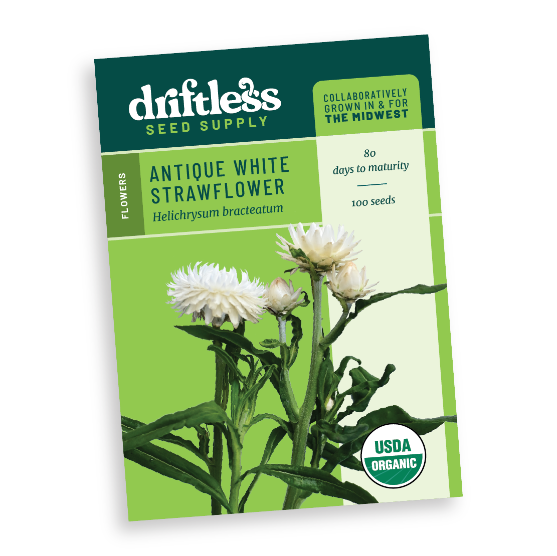 Antique White Strawflower