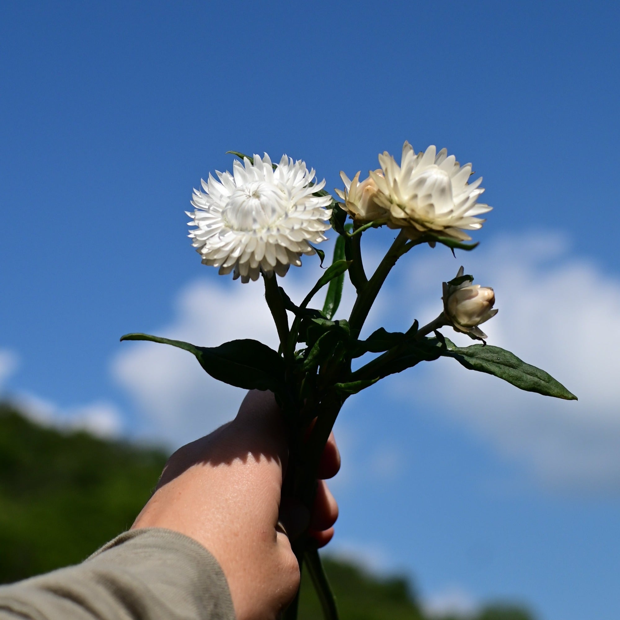 Antique White Strawflower
