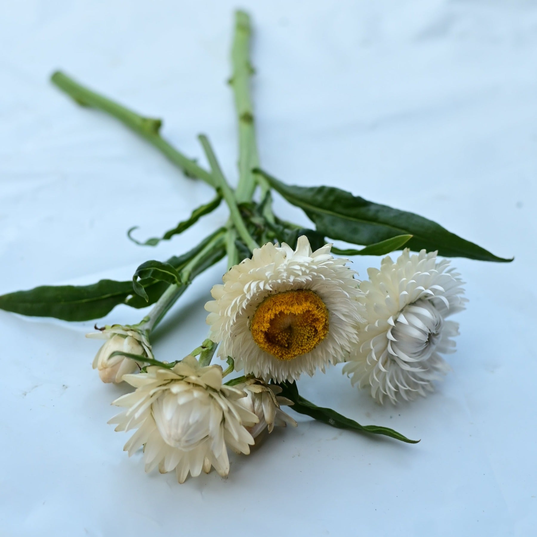Antique White Strawflower