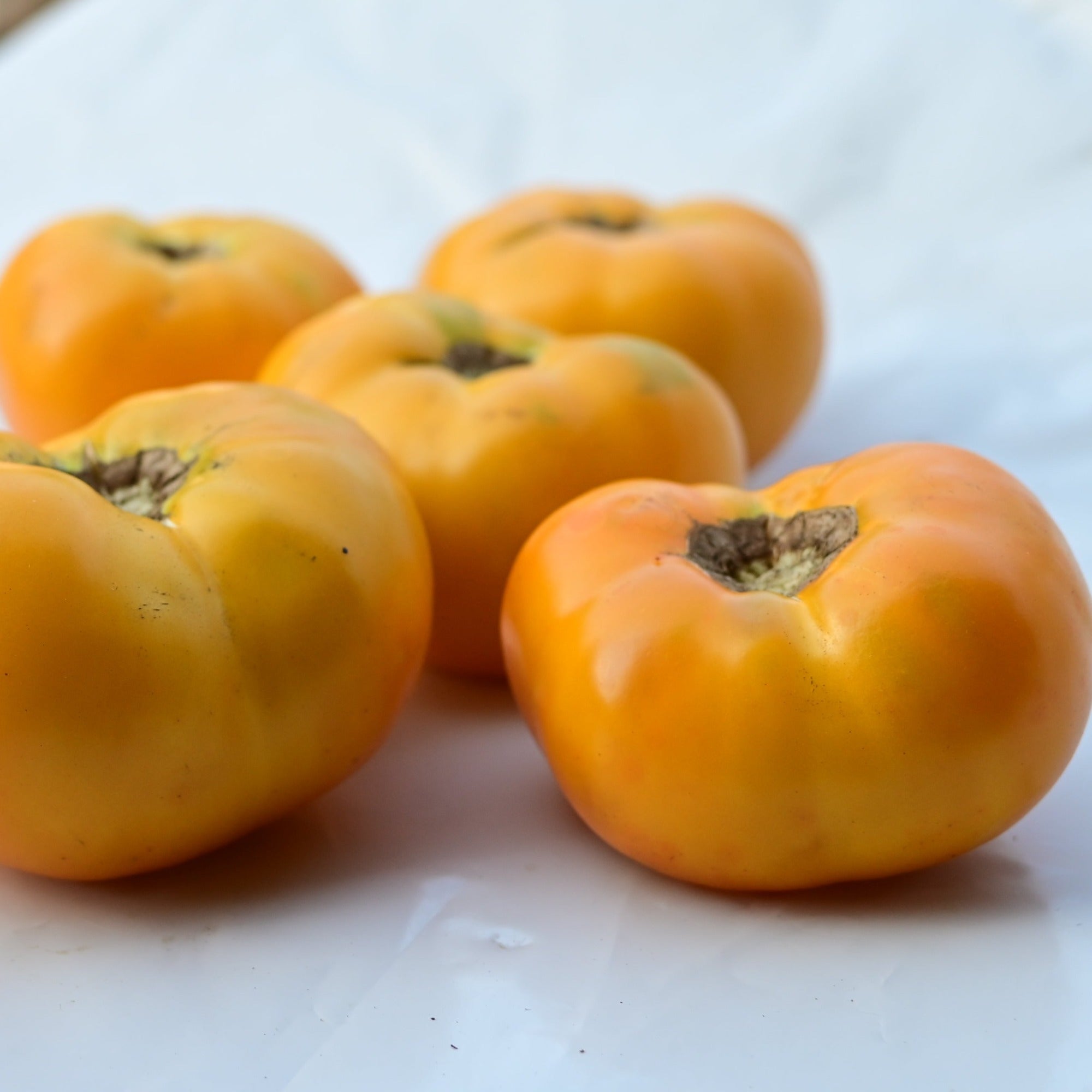 Azoychka Yellow Slicer Heirloom Tomato - Organic
