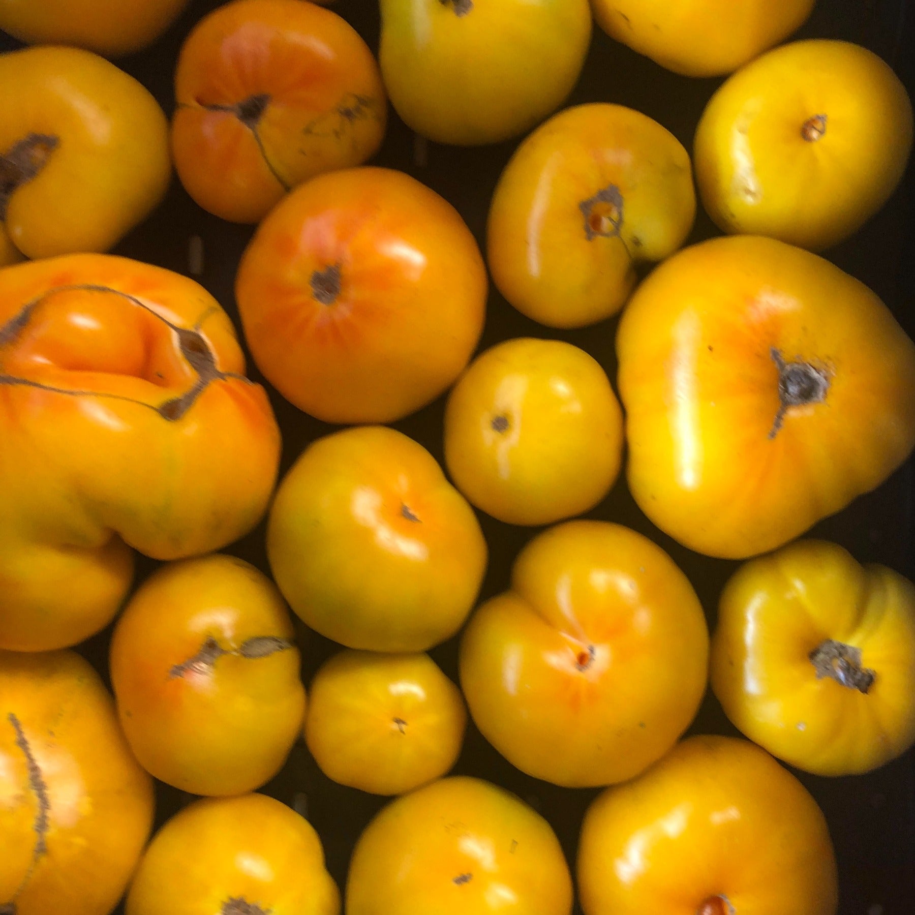 Azoychka Yellow Slicer Heirloom Tomato - Organic