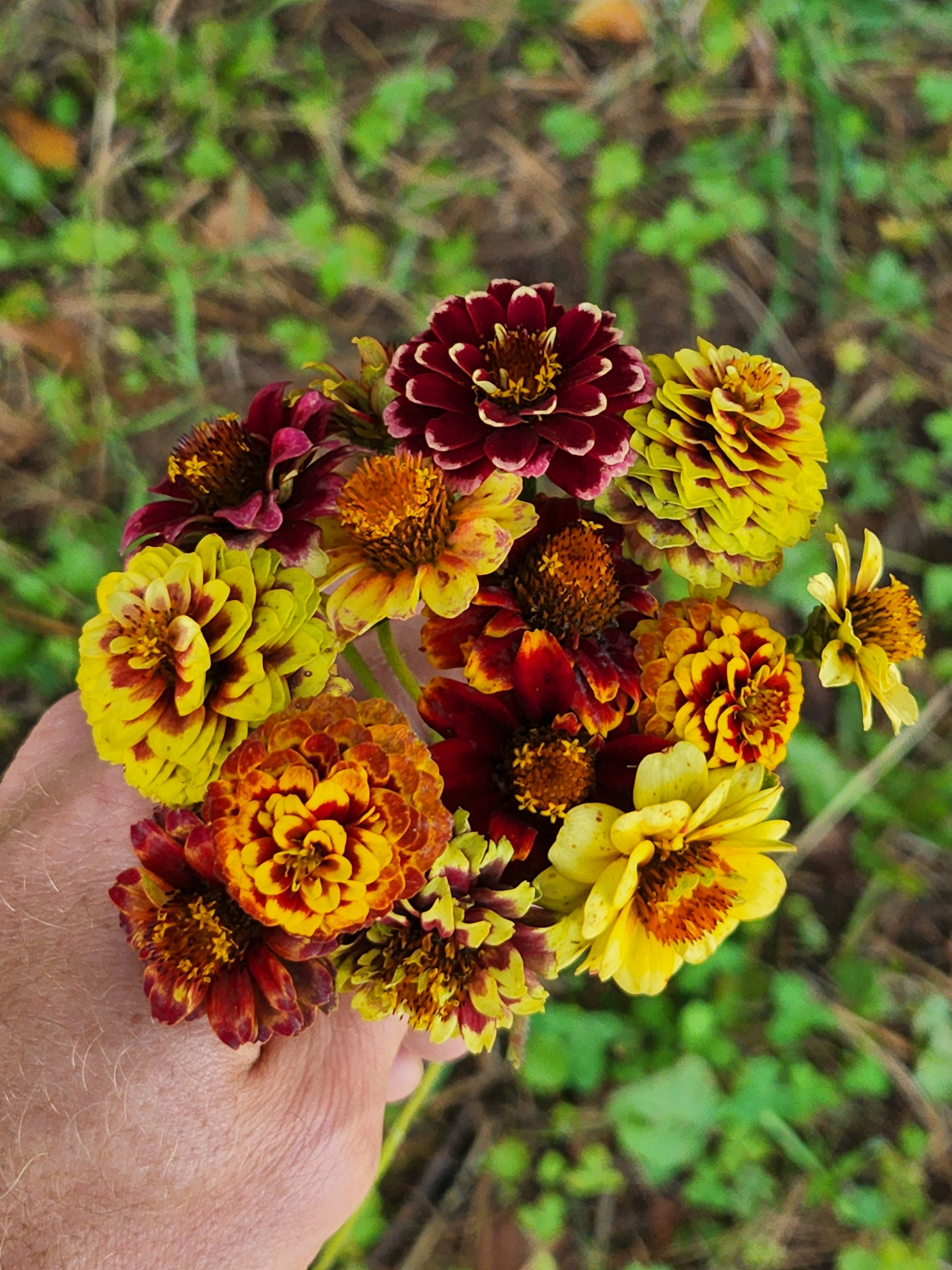 Bouquet of Aztec Sunset Zinnia's against a green foliage background.