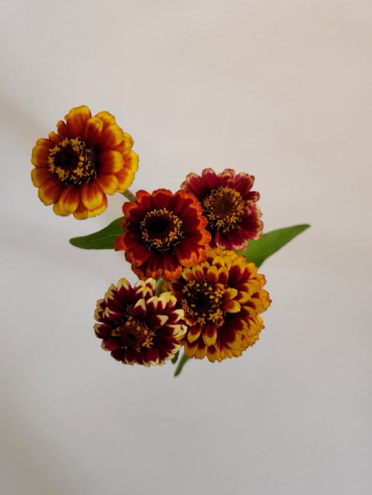 Aztec Sunset Zinnia Mix - Organic