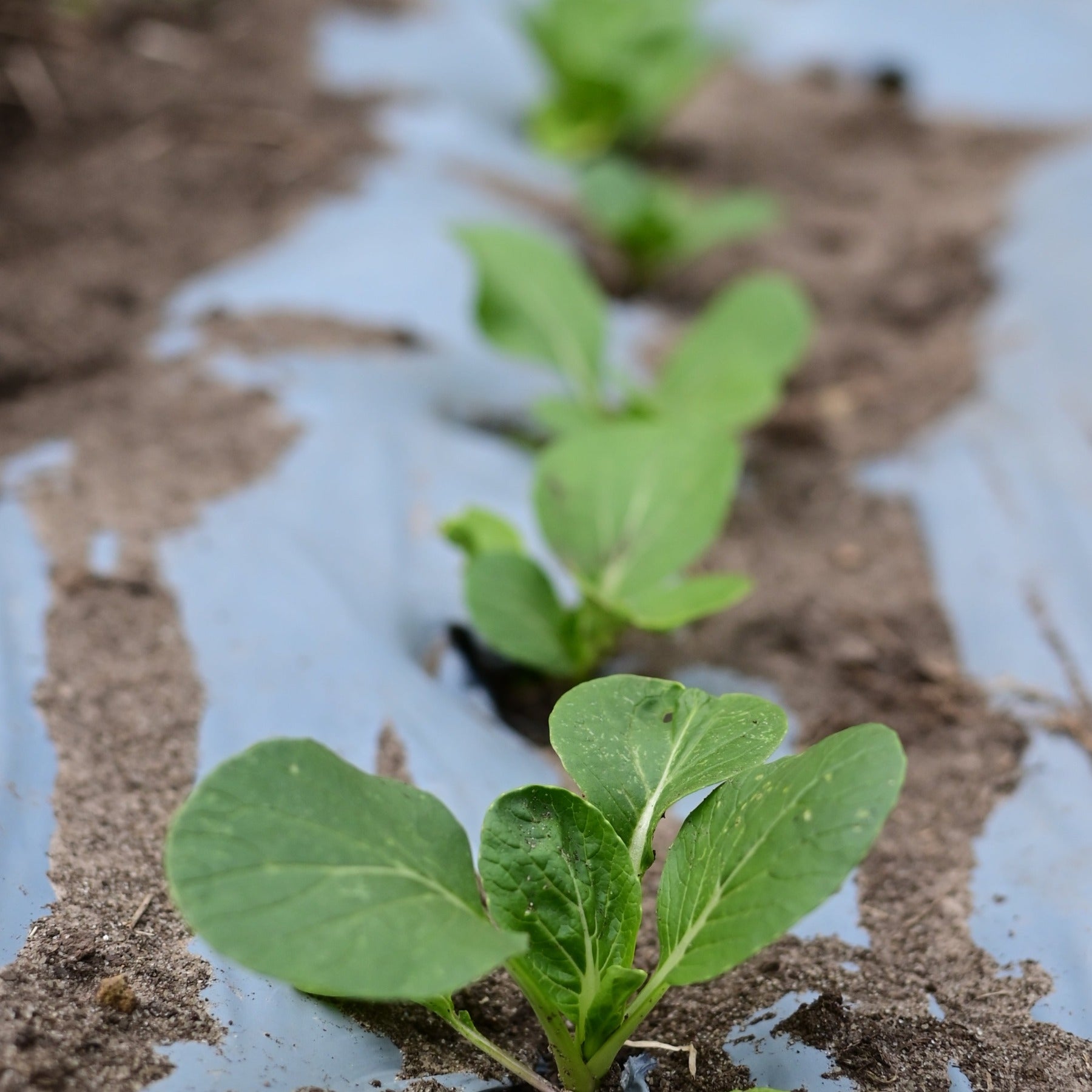 Baby bok choi transplants growing in white plastic mulch