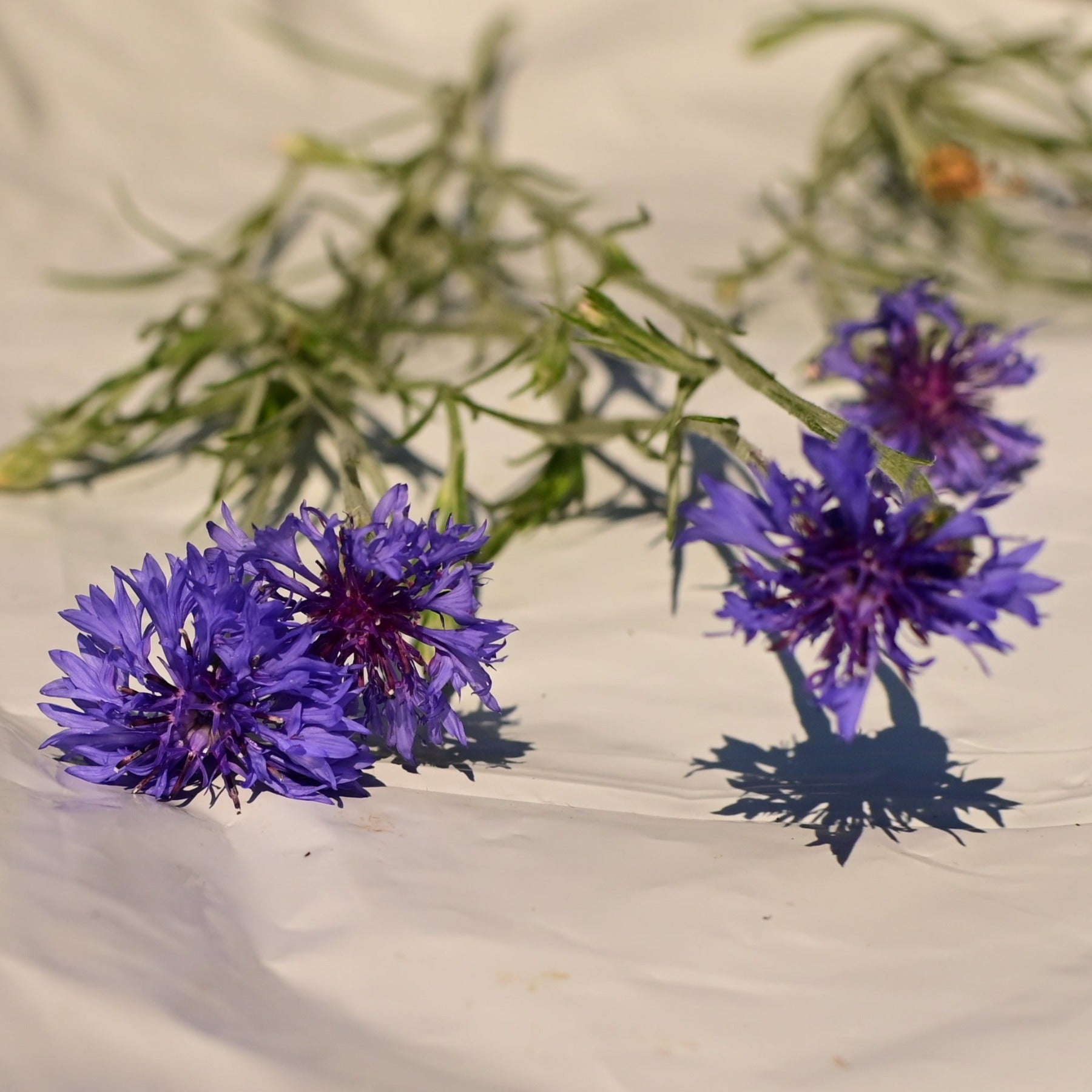 Bachelor's Button Blooms against white background