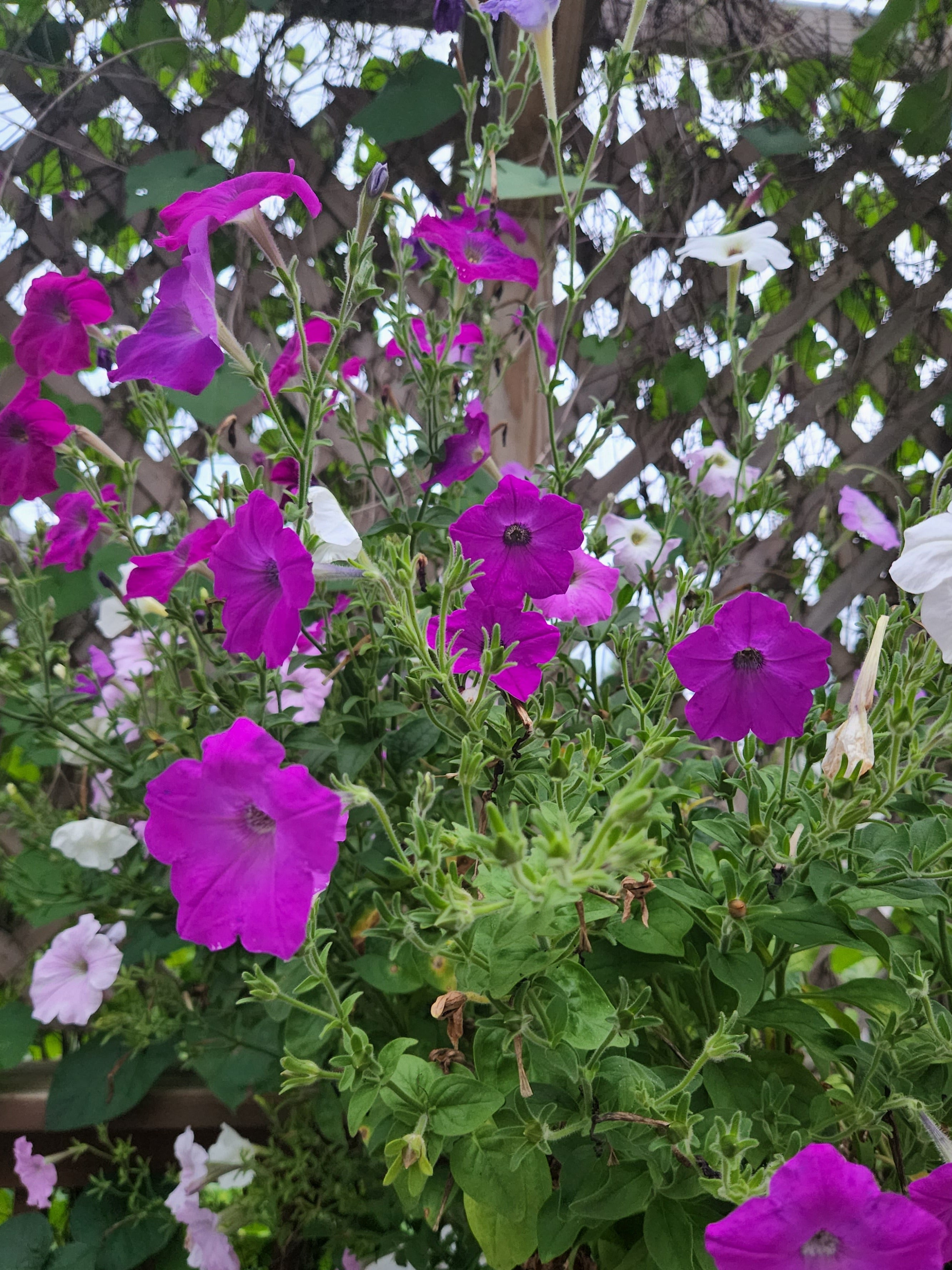 Purple and white flowers with green leaves against a blurred background