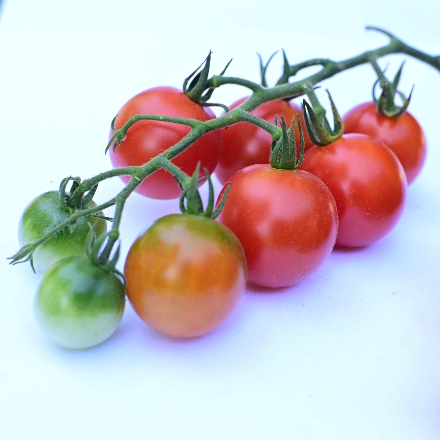 Ripe Be My Baby Cherry Tomato Truss against a white background