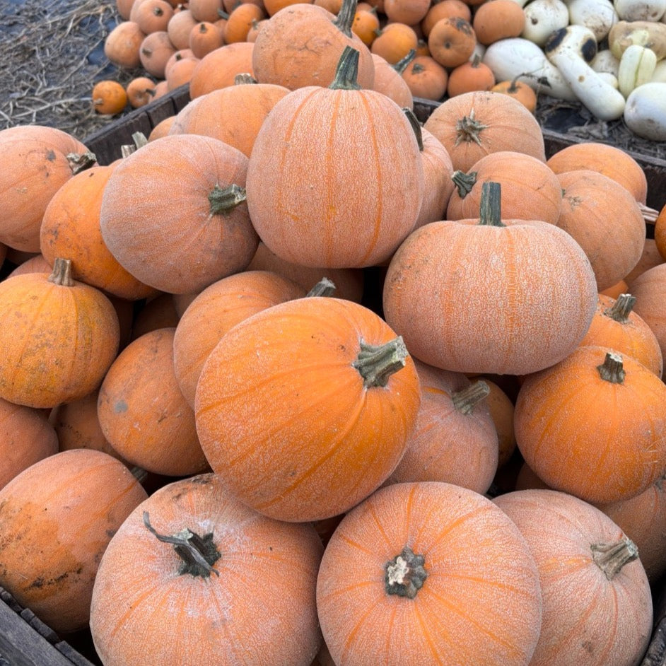 A bin of Winter Luxury Pie Pumpkins in the foreground with more piled in the background