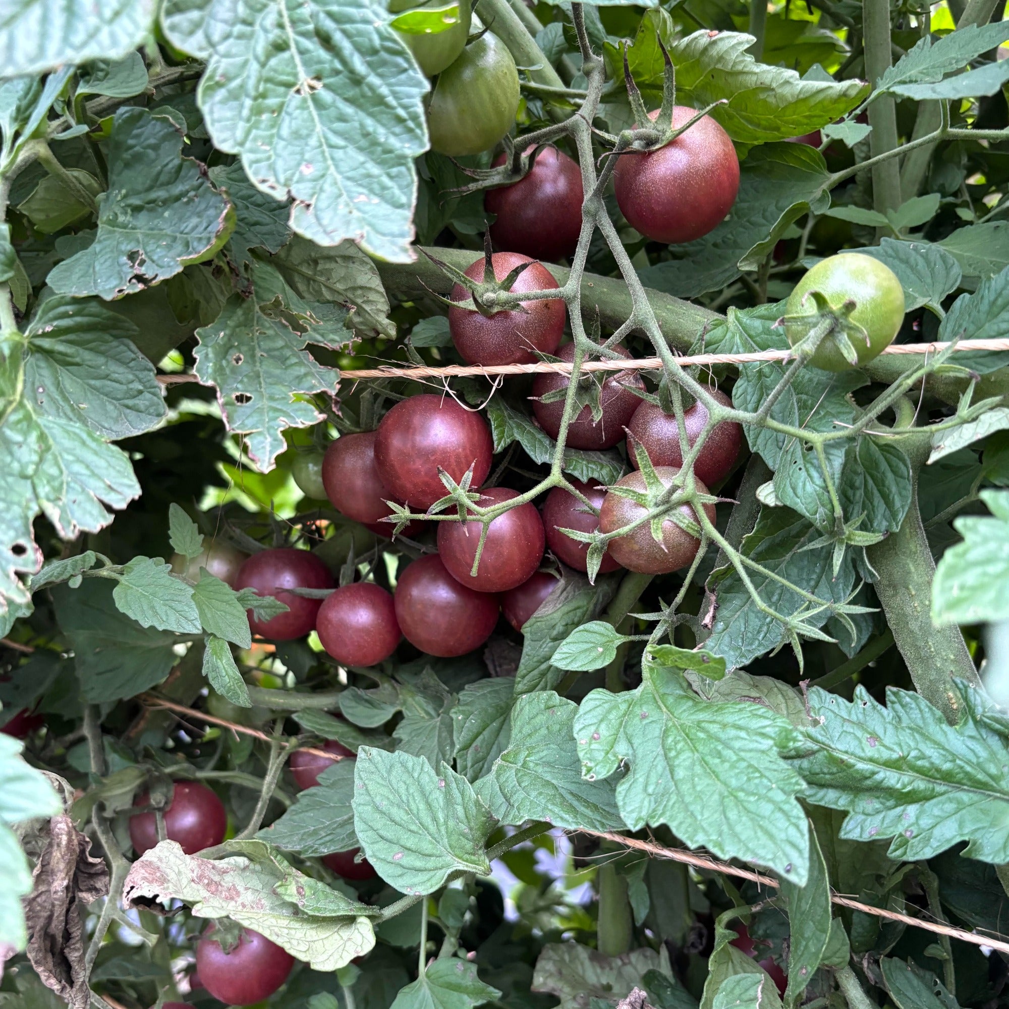 Black Cherry Tomato Improved