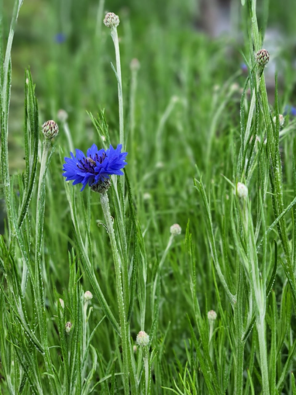 Blue Boy Bachelor's Button Flower - Organic