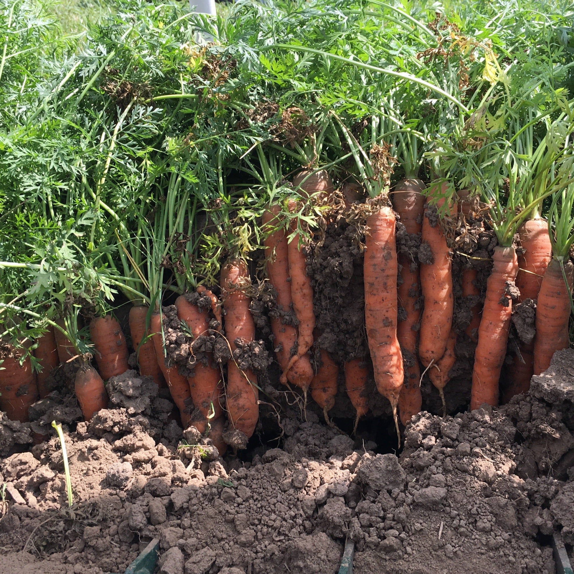 Bolero F1 Orange Storage Carrot