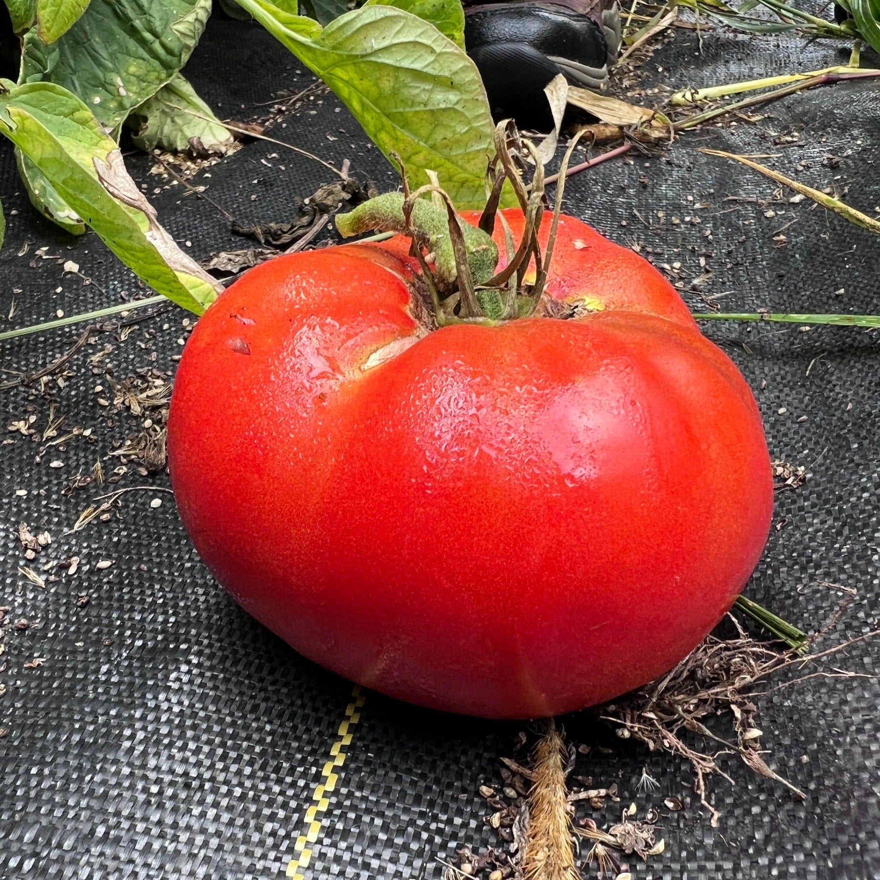 Brandywine Off-the-Vine Premium Red Heirloom Tomato