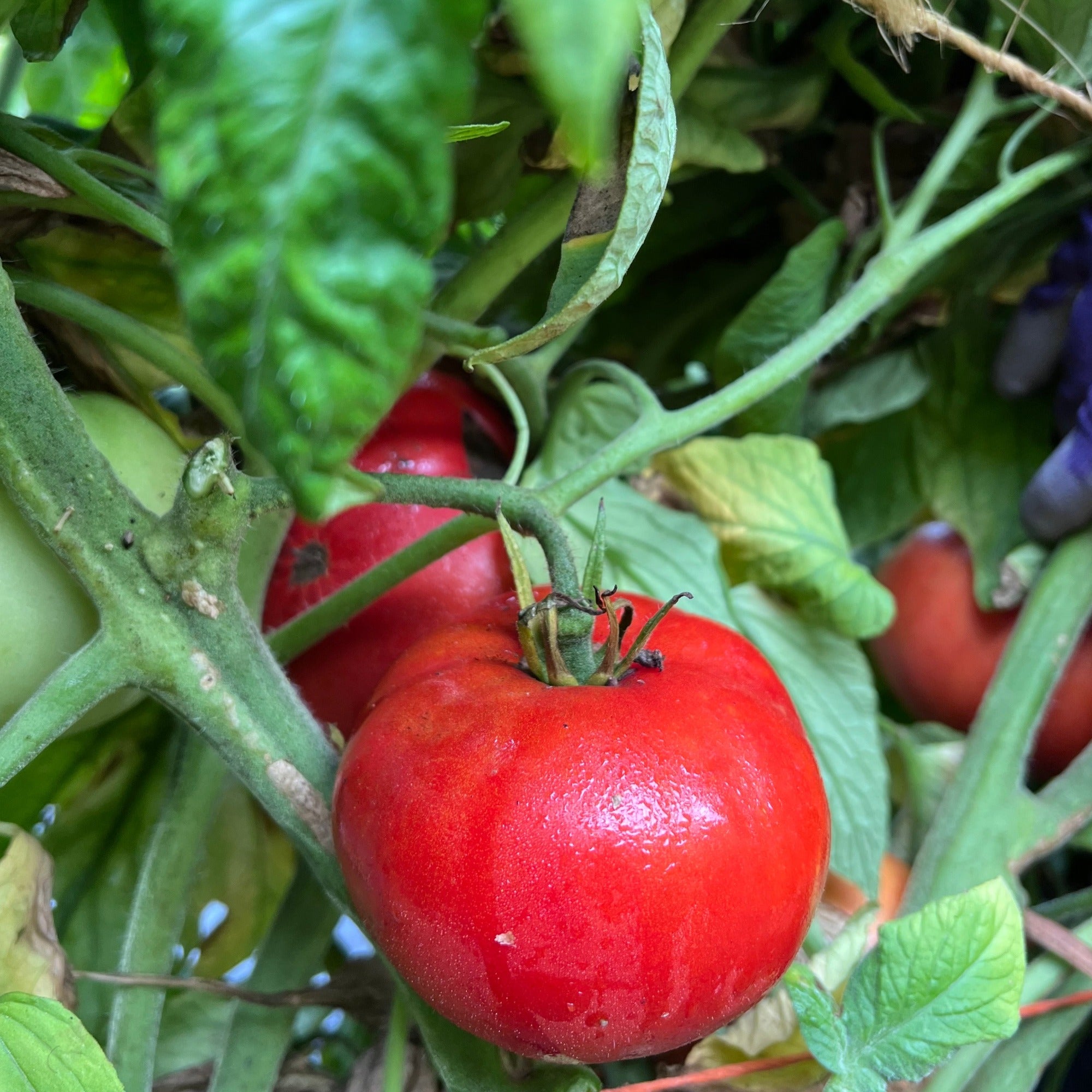 Brandywine Off-the-Vine Premium Red Heirloom Tomato - Organic