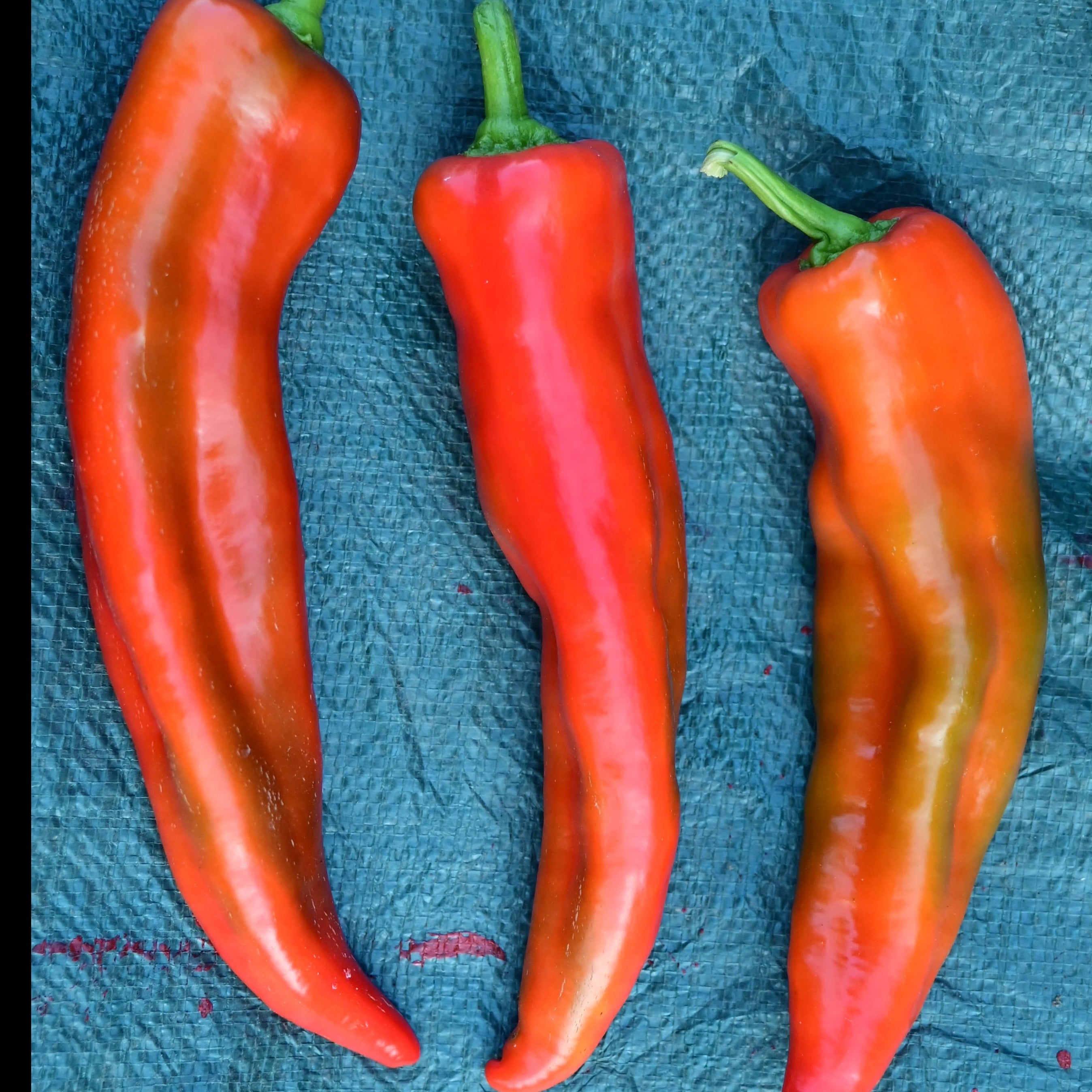 Bridge to Paris Red Italian Roasting Pepper