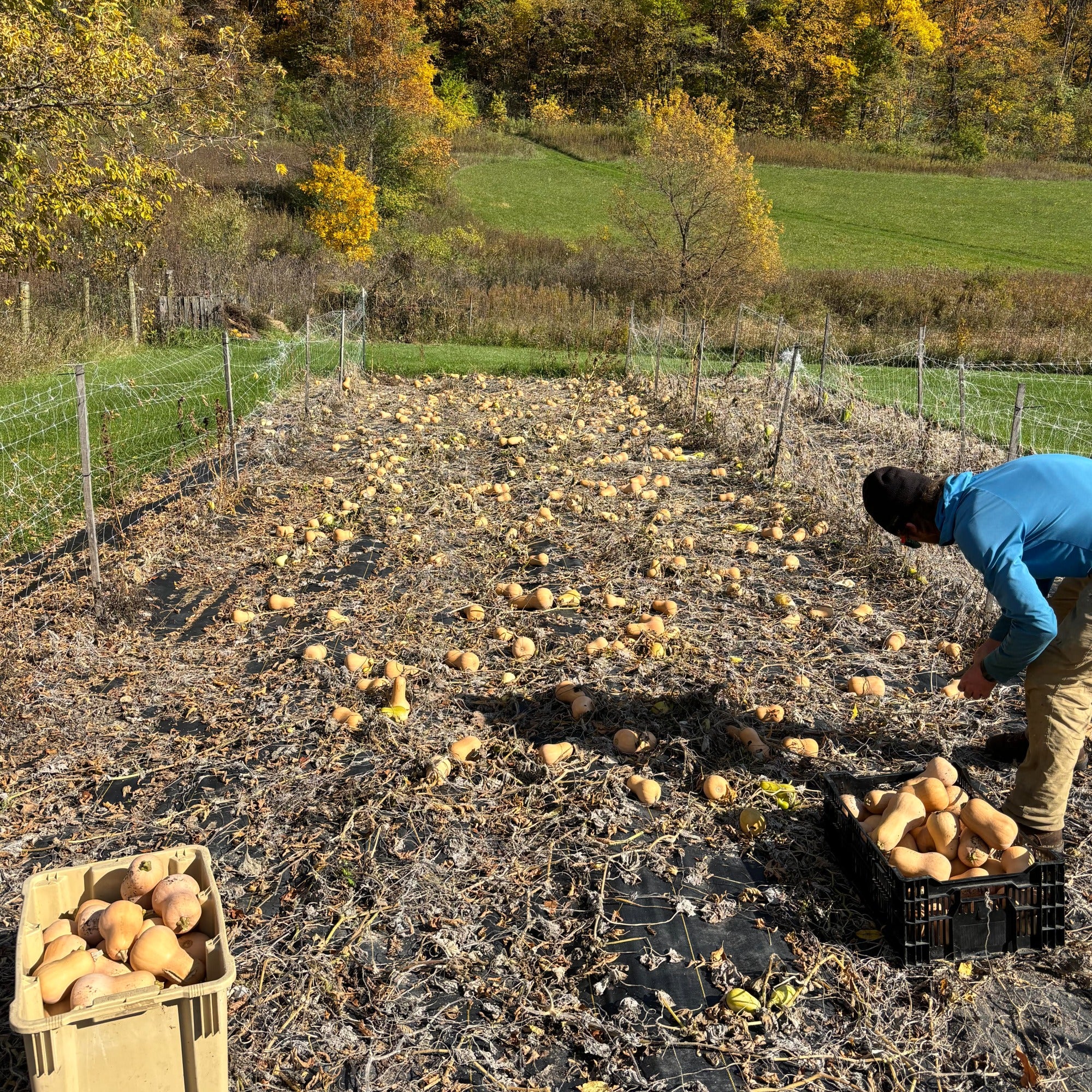 Brûlée Mini Butternut Premium Winter Squash
