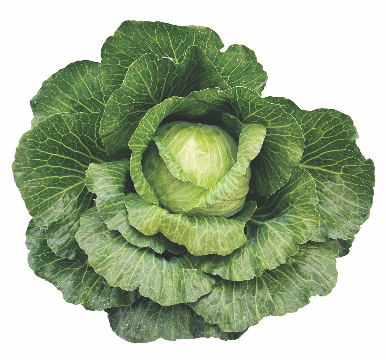 Dottenfelder Green Sauerkraut Storage Cabbage - Organic