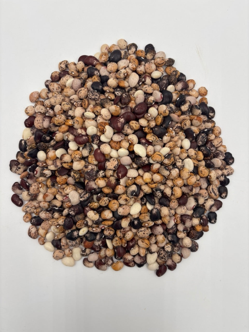 Calico Cat Lima Bean - Organic