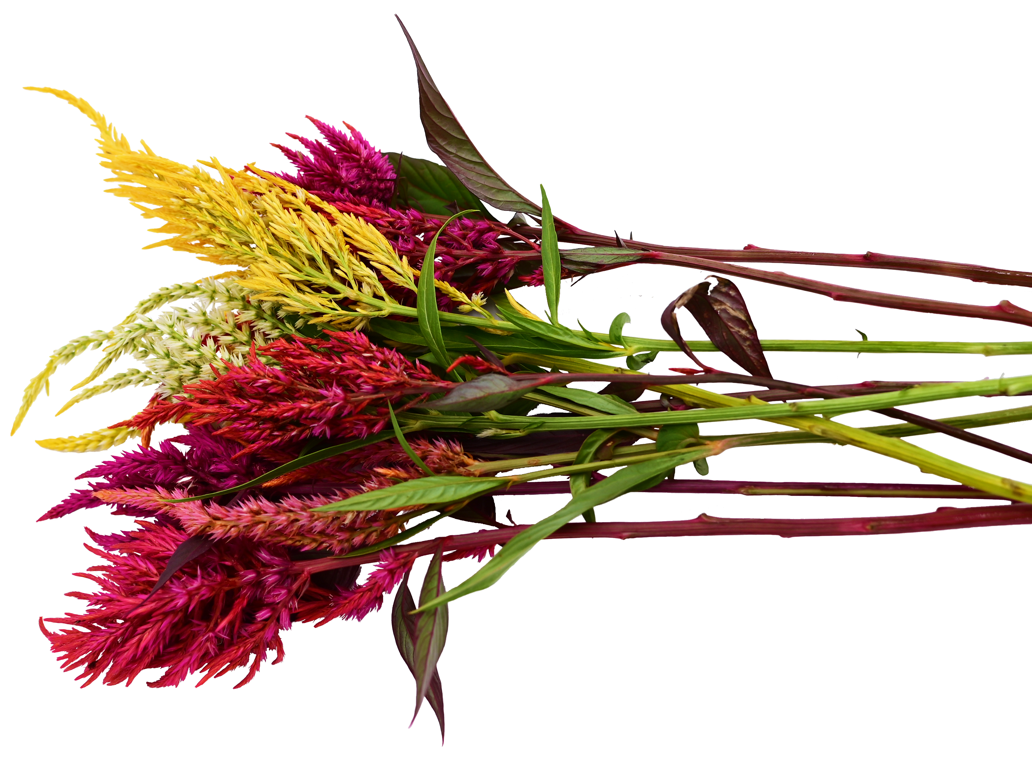 Multicolored sprigs of pampas plume celosia against a checkered background