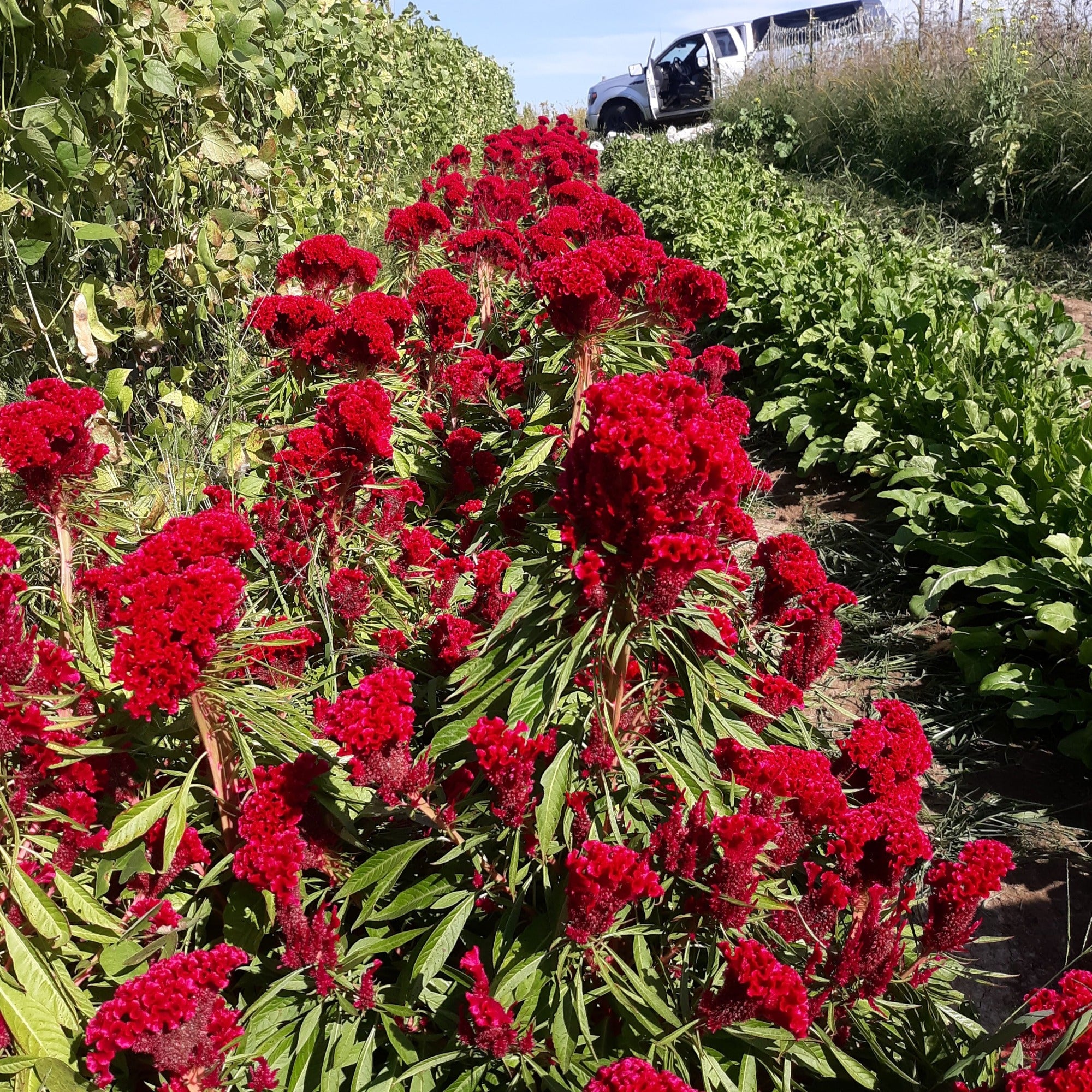 Image of Amish Cockscomb Celosia with bright red blooms growing in the field near other plants