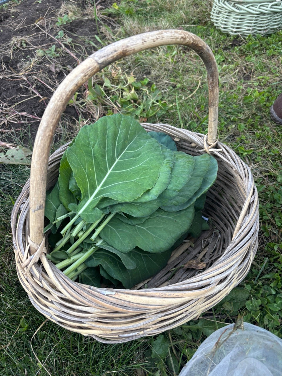 Champion Heirloom Collards Cold-hardy Greens - Organic