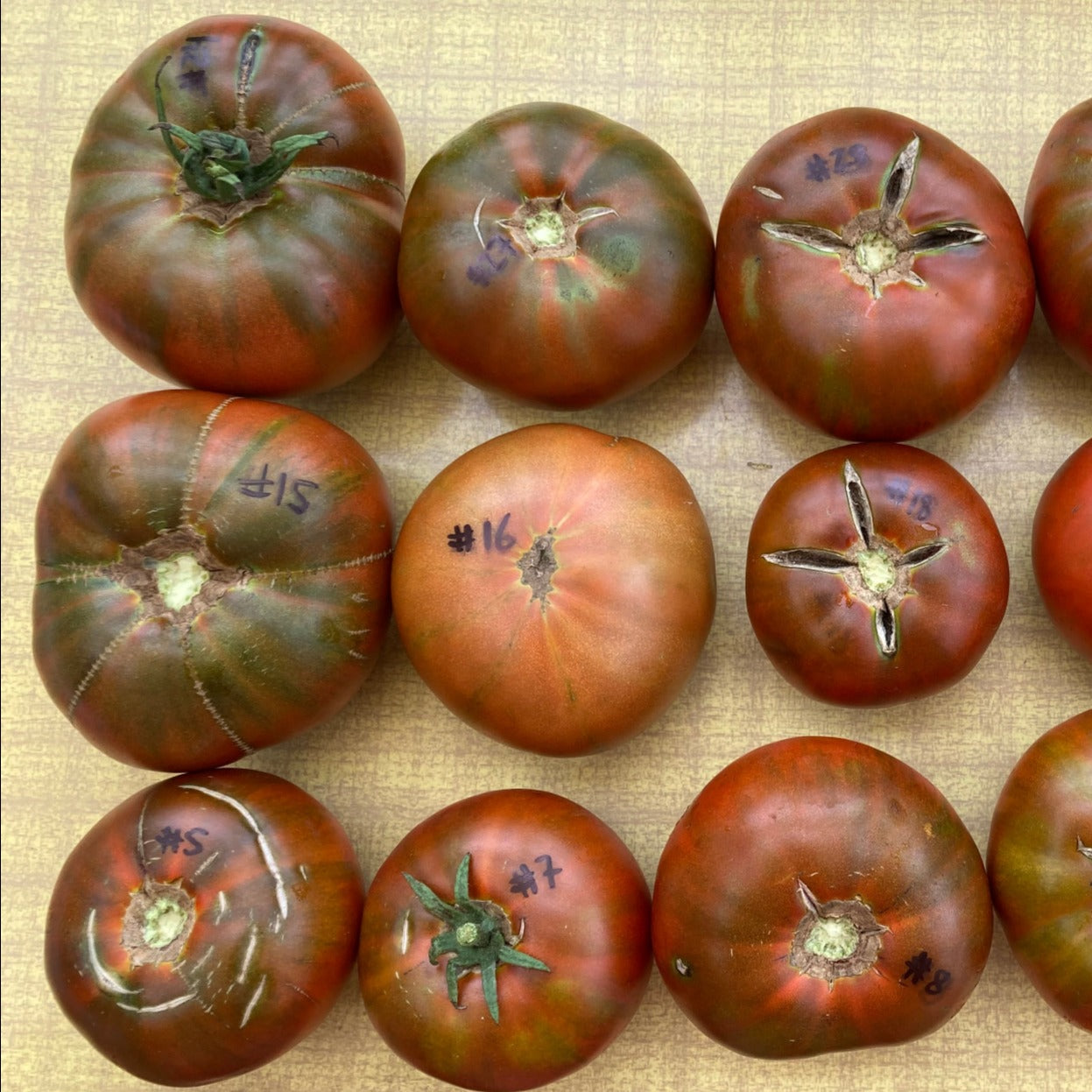 LeHoullier's Chocolate Tomato AKA Cherokee Chocolate